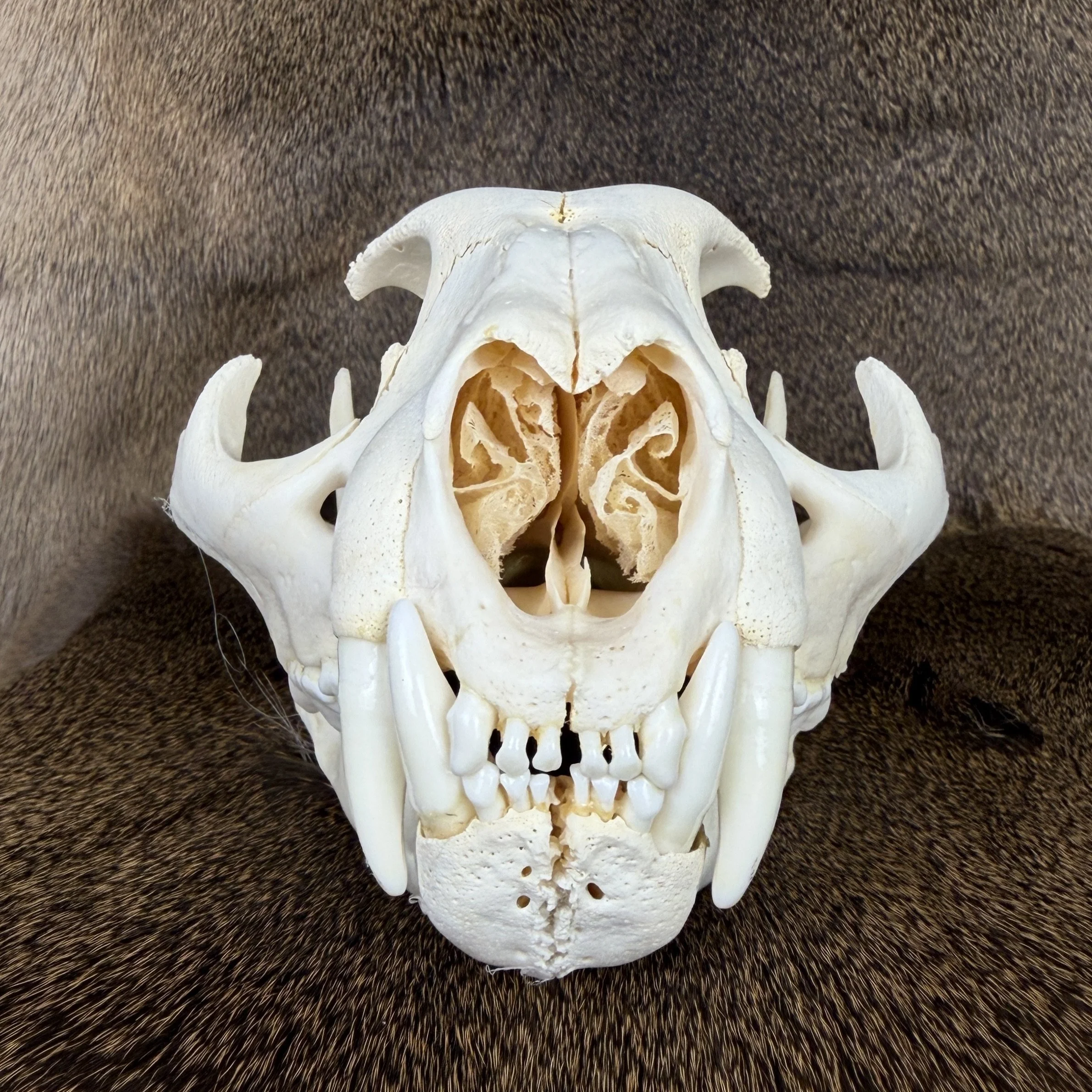 cougar skull