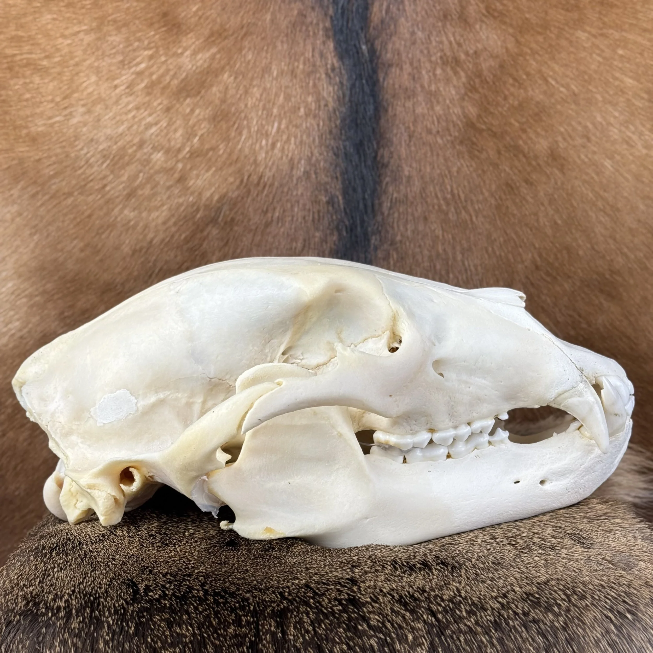 Black Bear Skull SQ4133