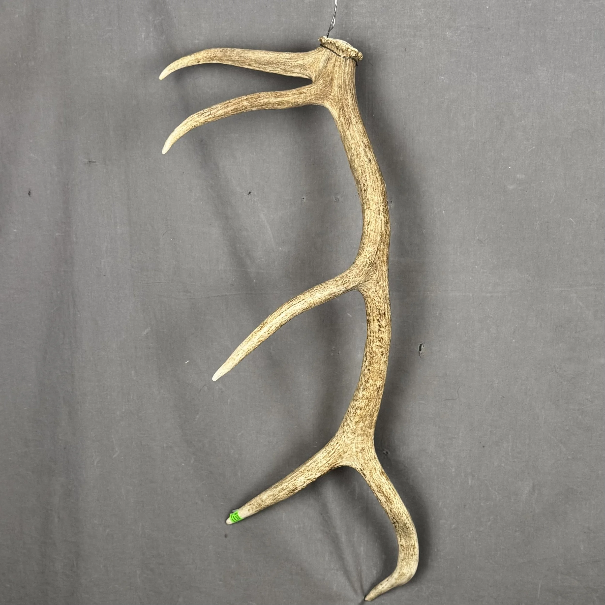 Elk Antler #13