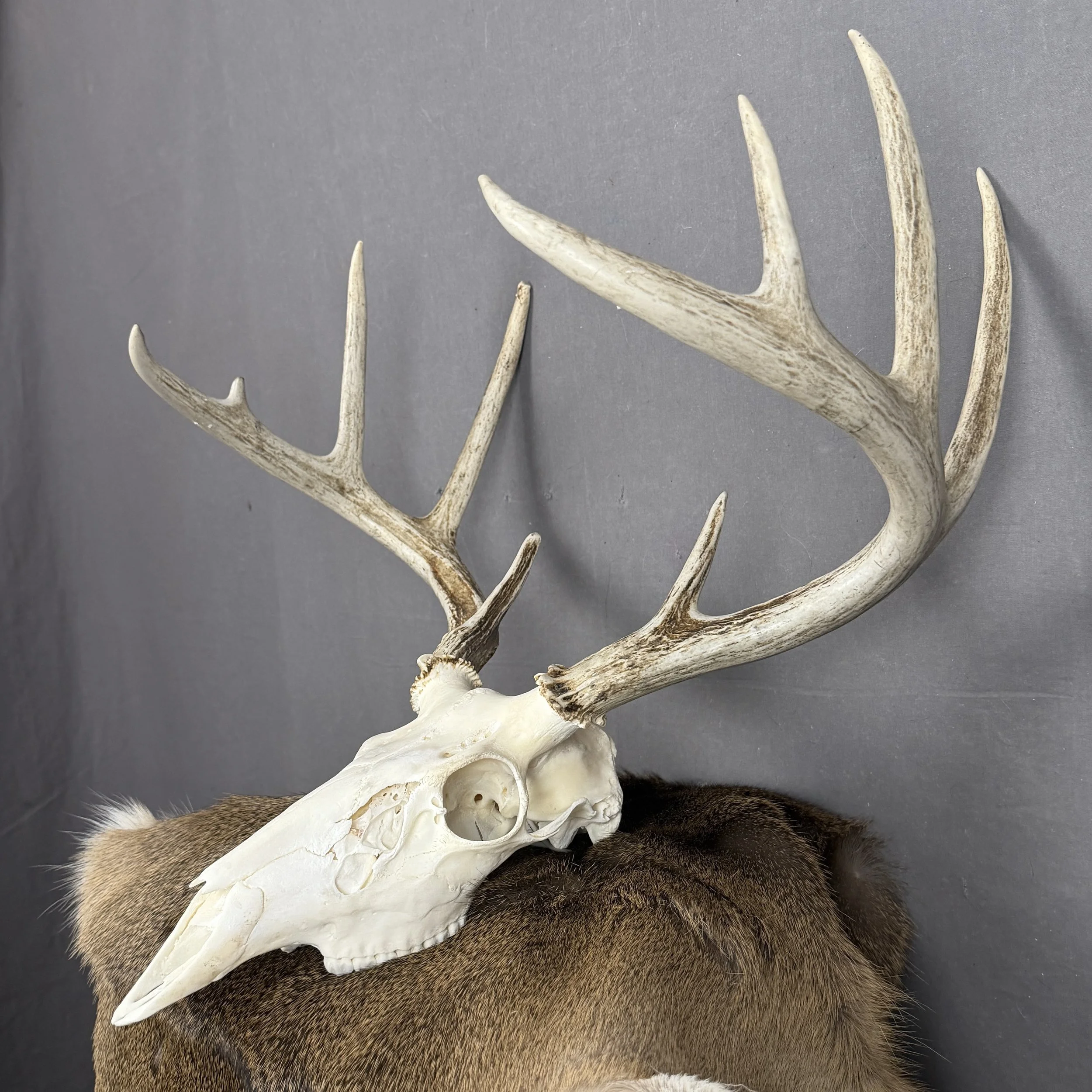 White Tail Deer Skull