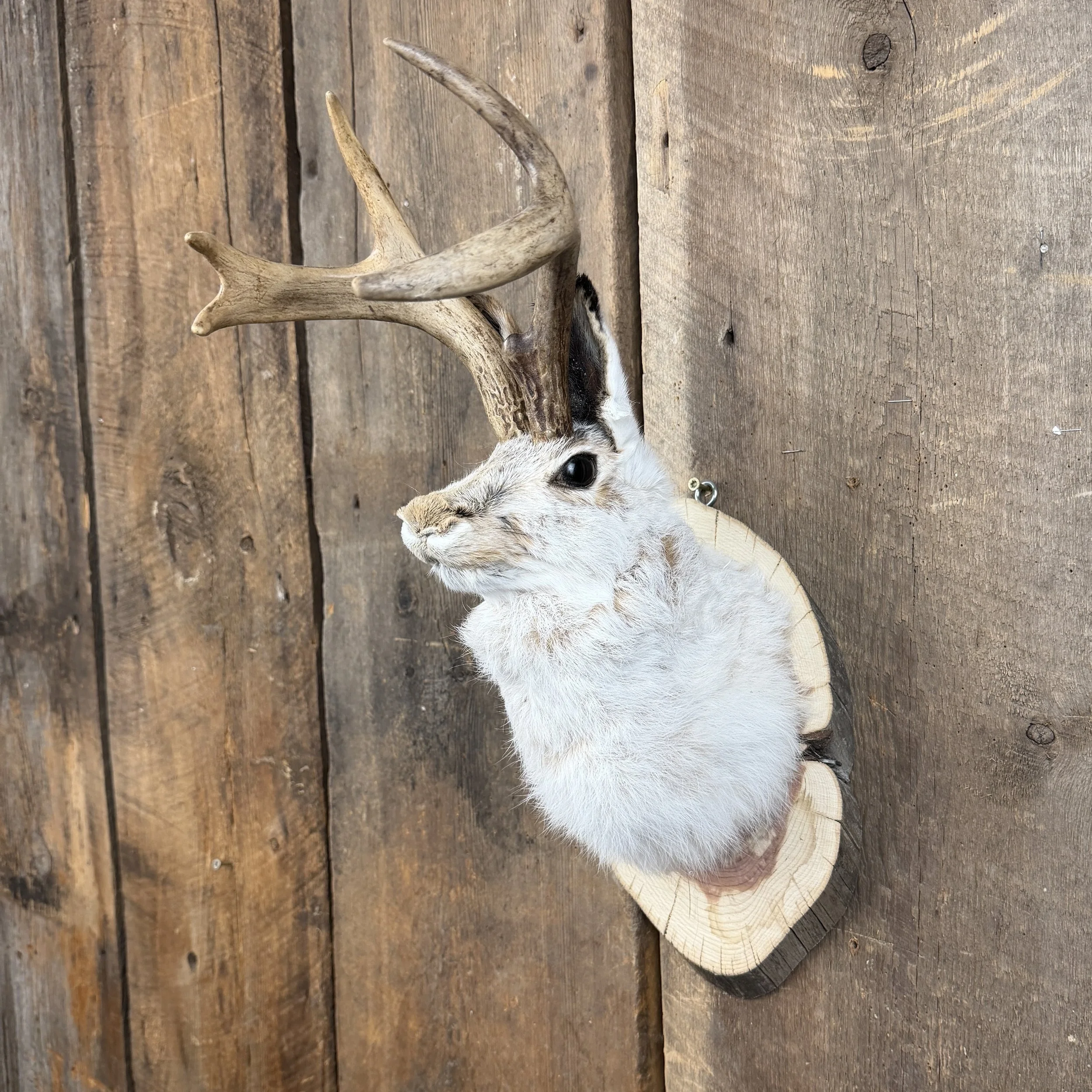 jackalope mount
