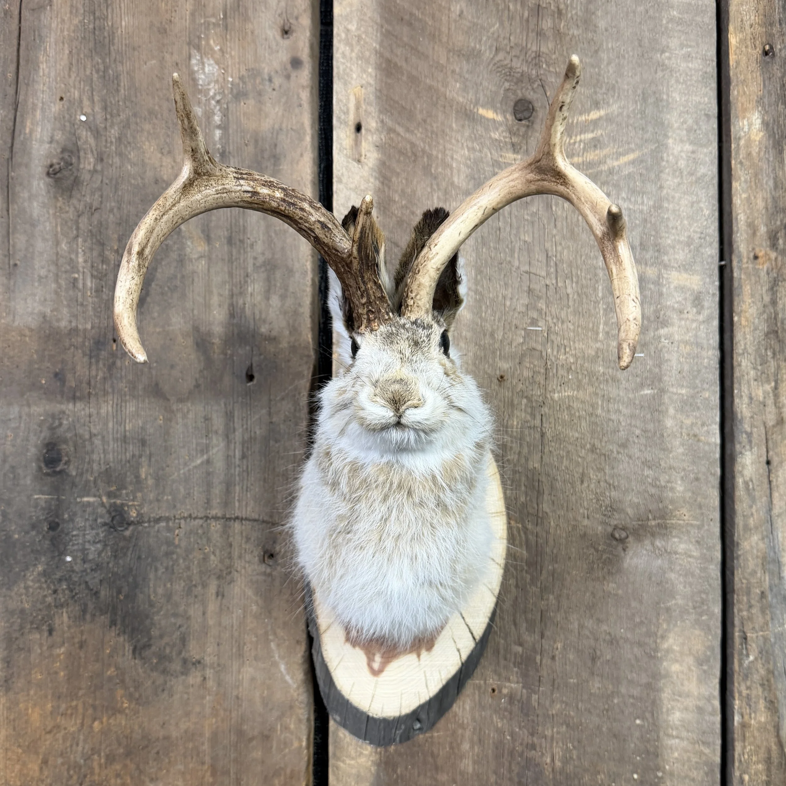 jackalope mount