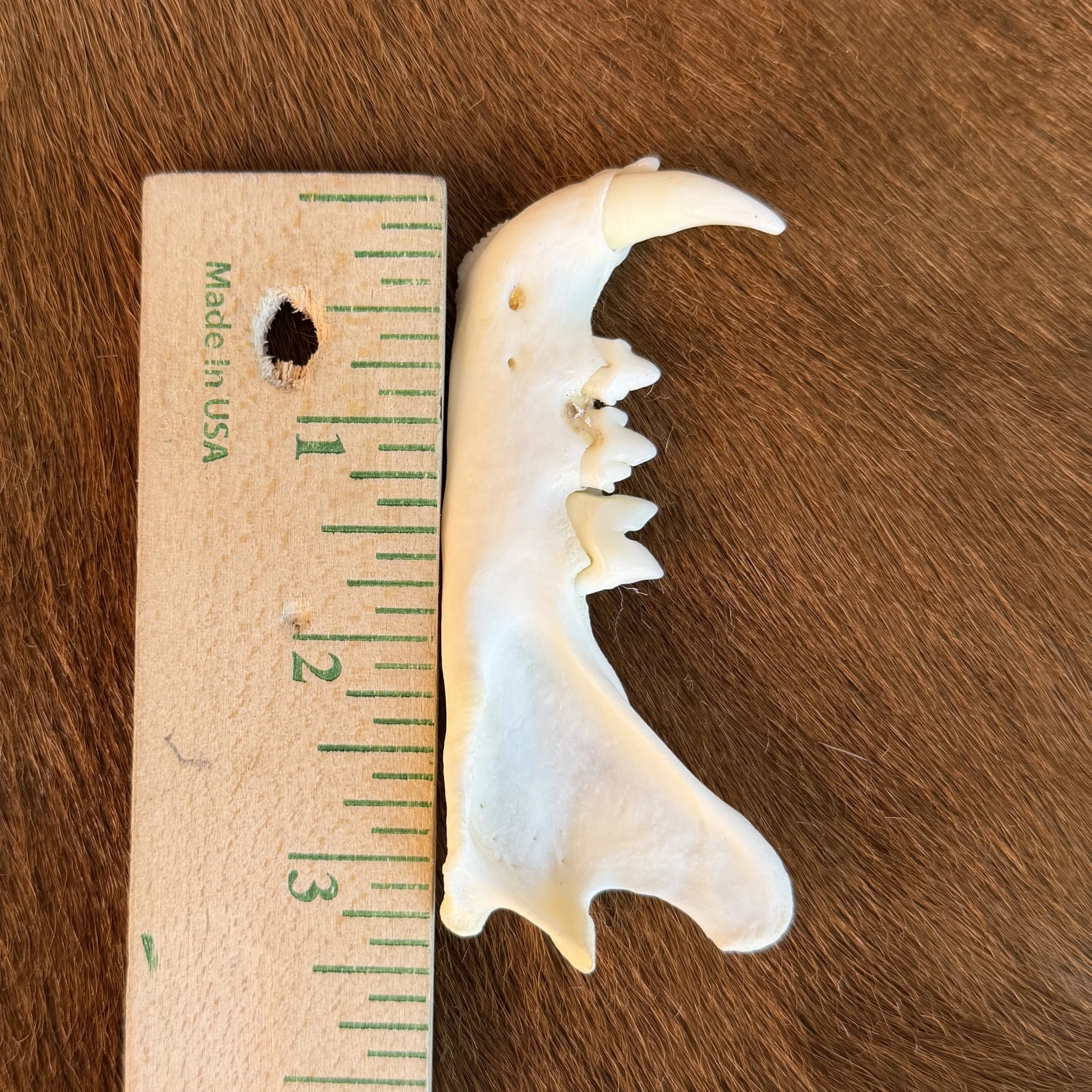 Bobcat Jaw