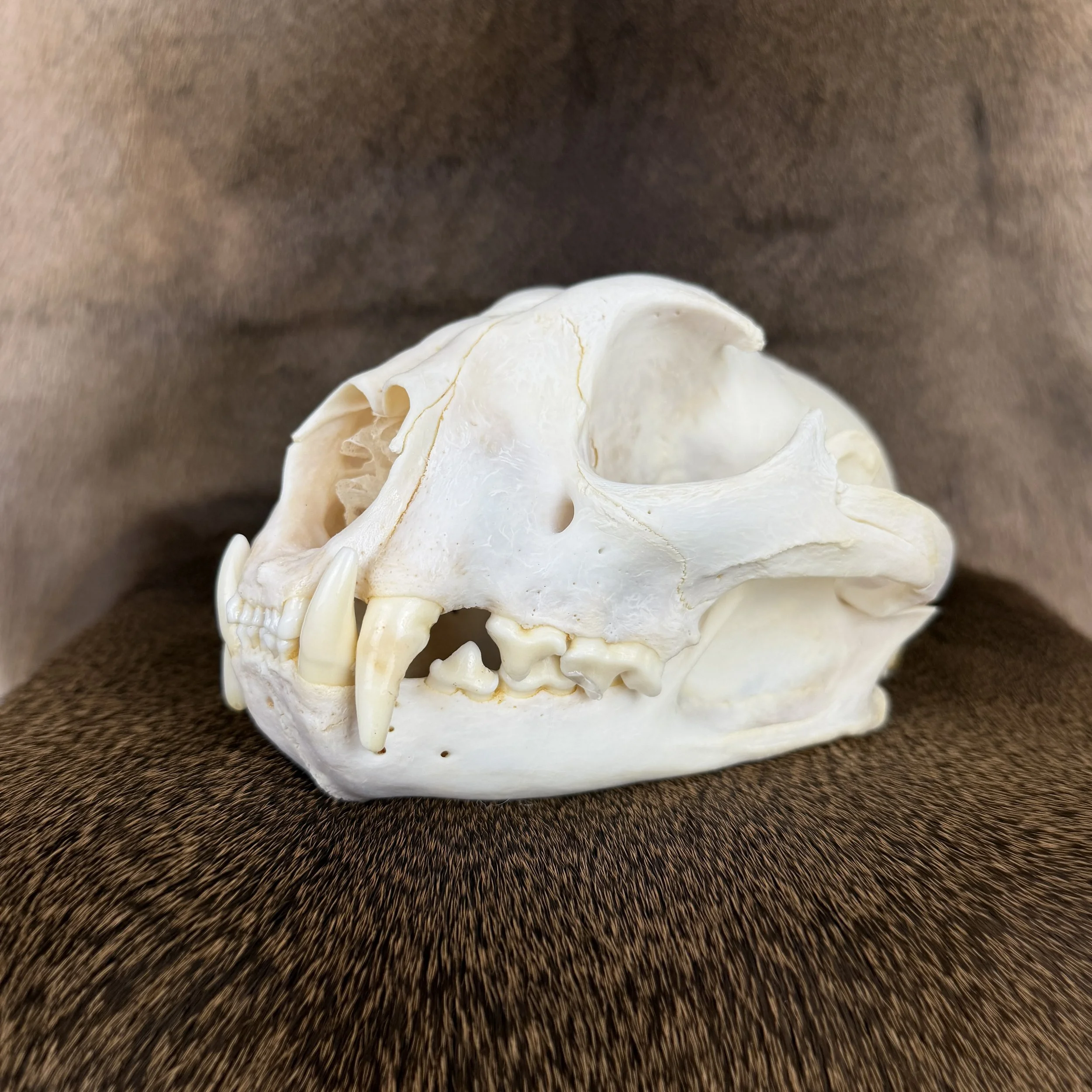 cougar skull