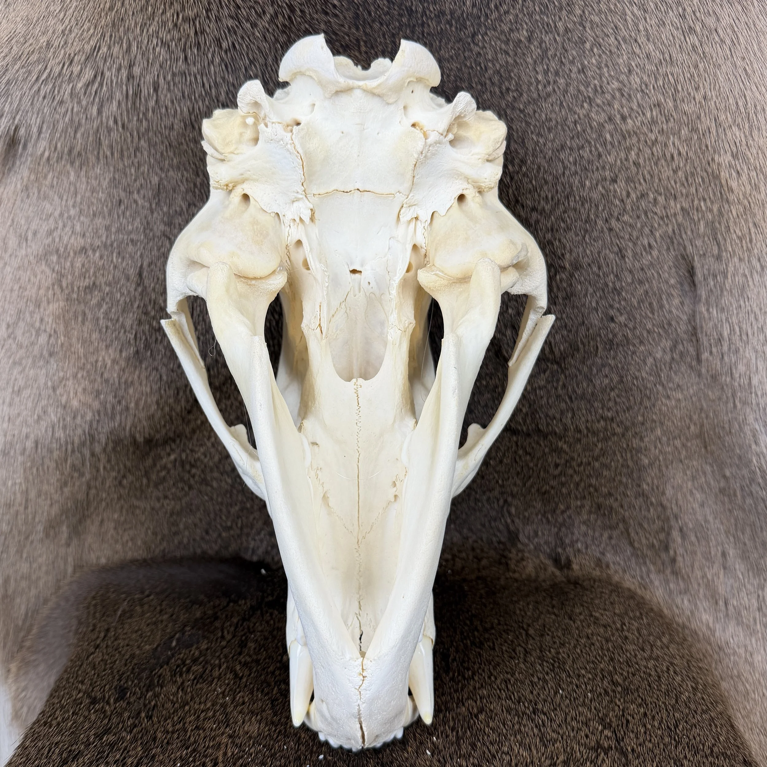 black bear skull