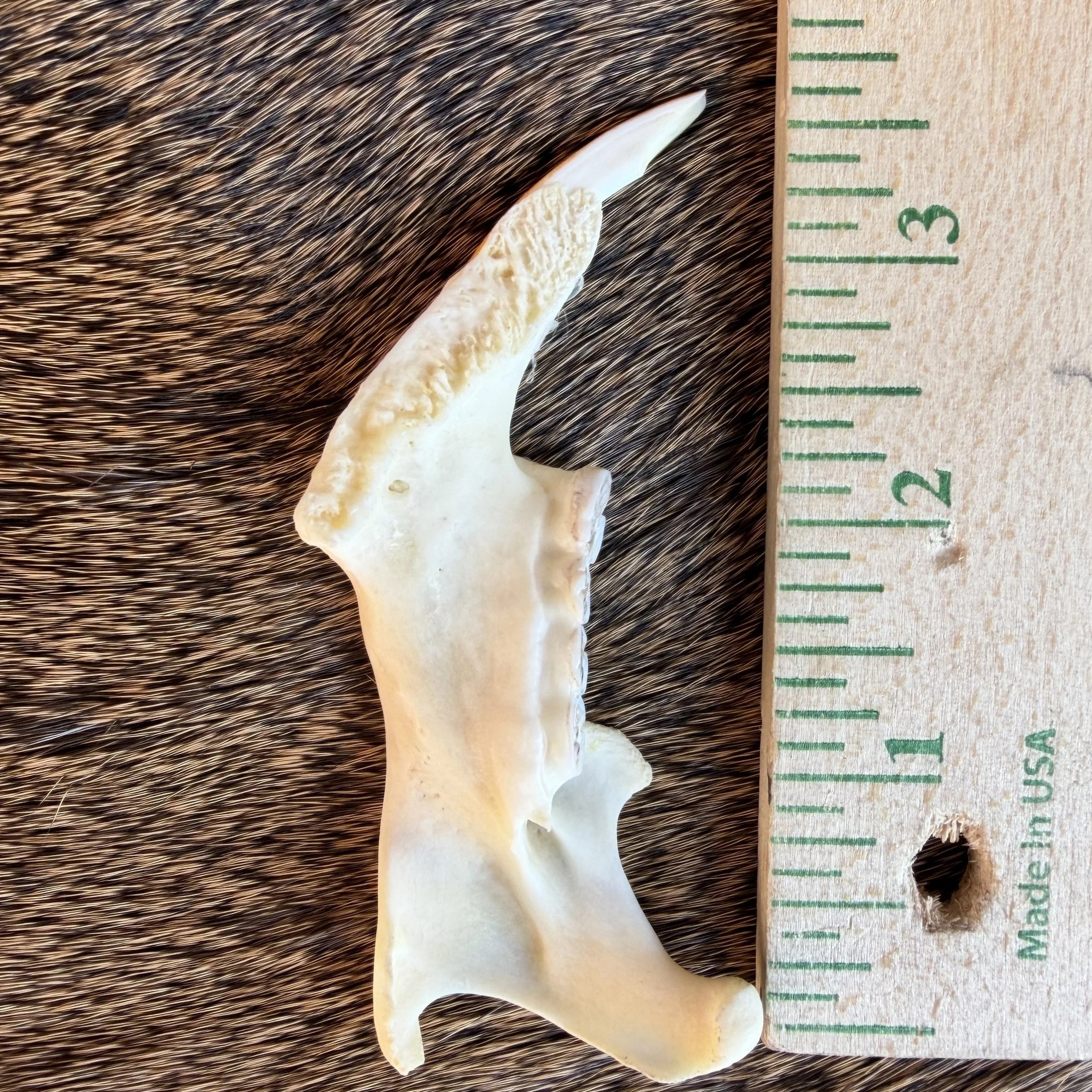 porcupine jaw bone
