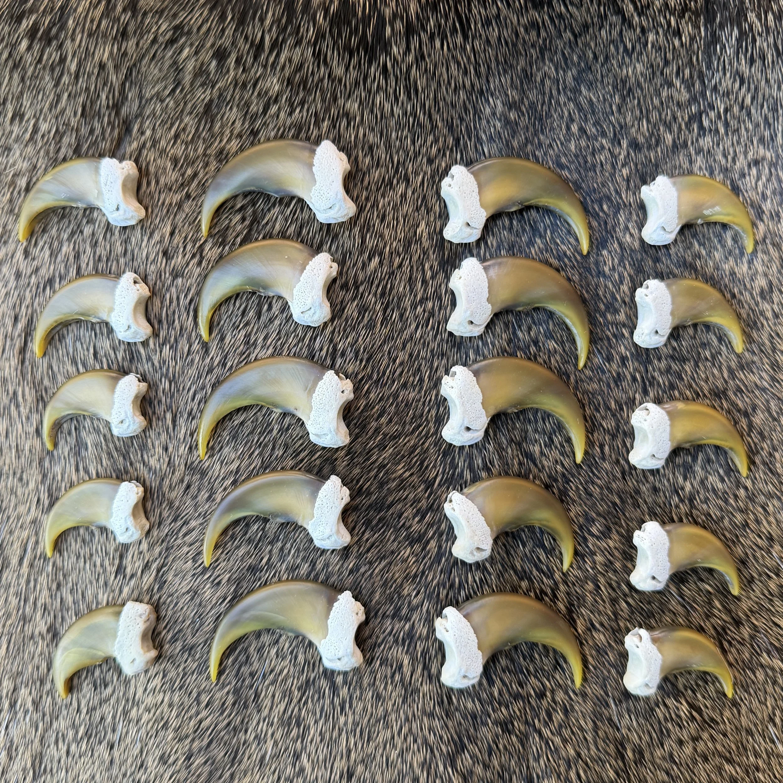 Black Bear Claw Set