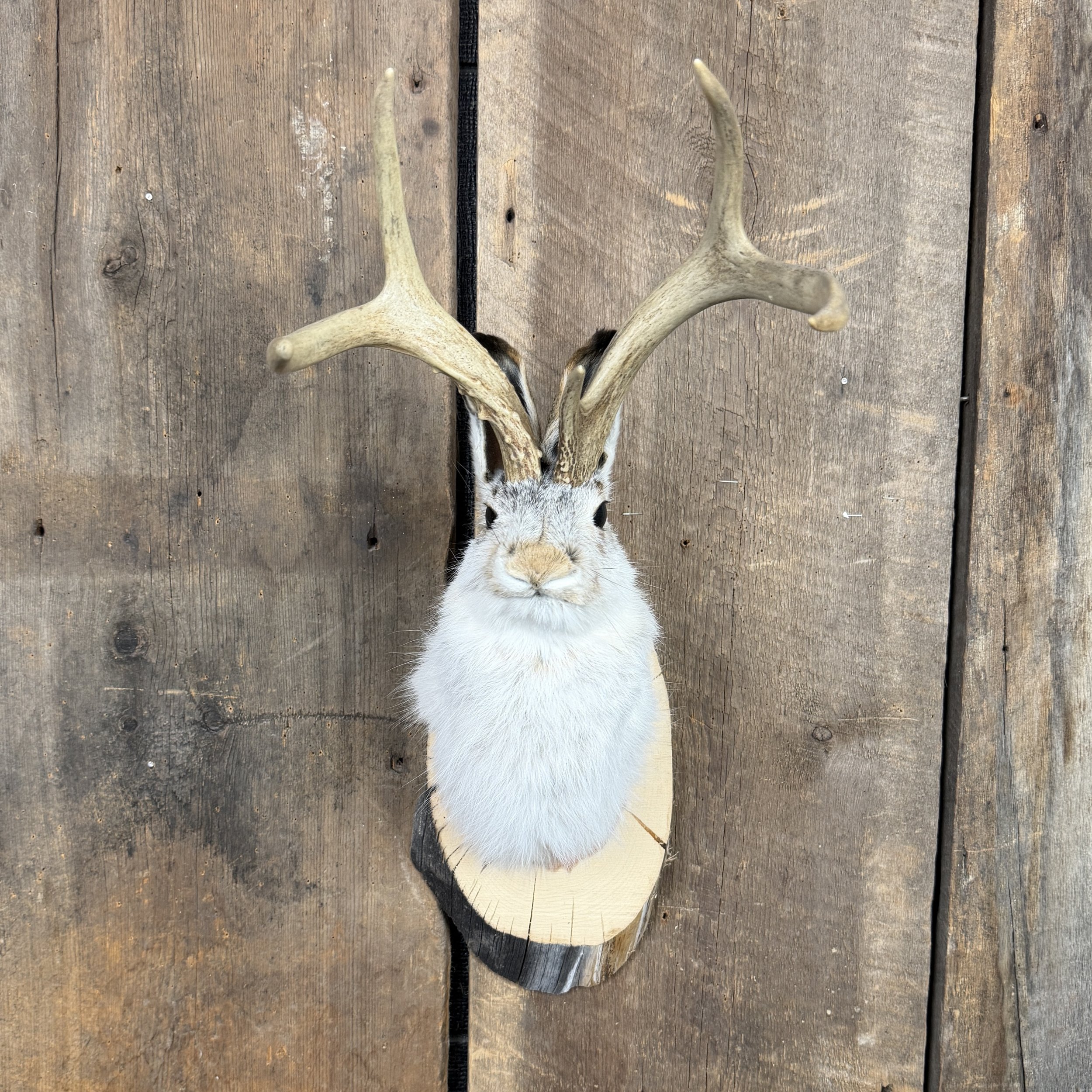 jackalope mount