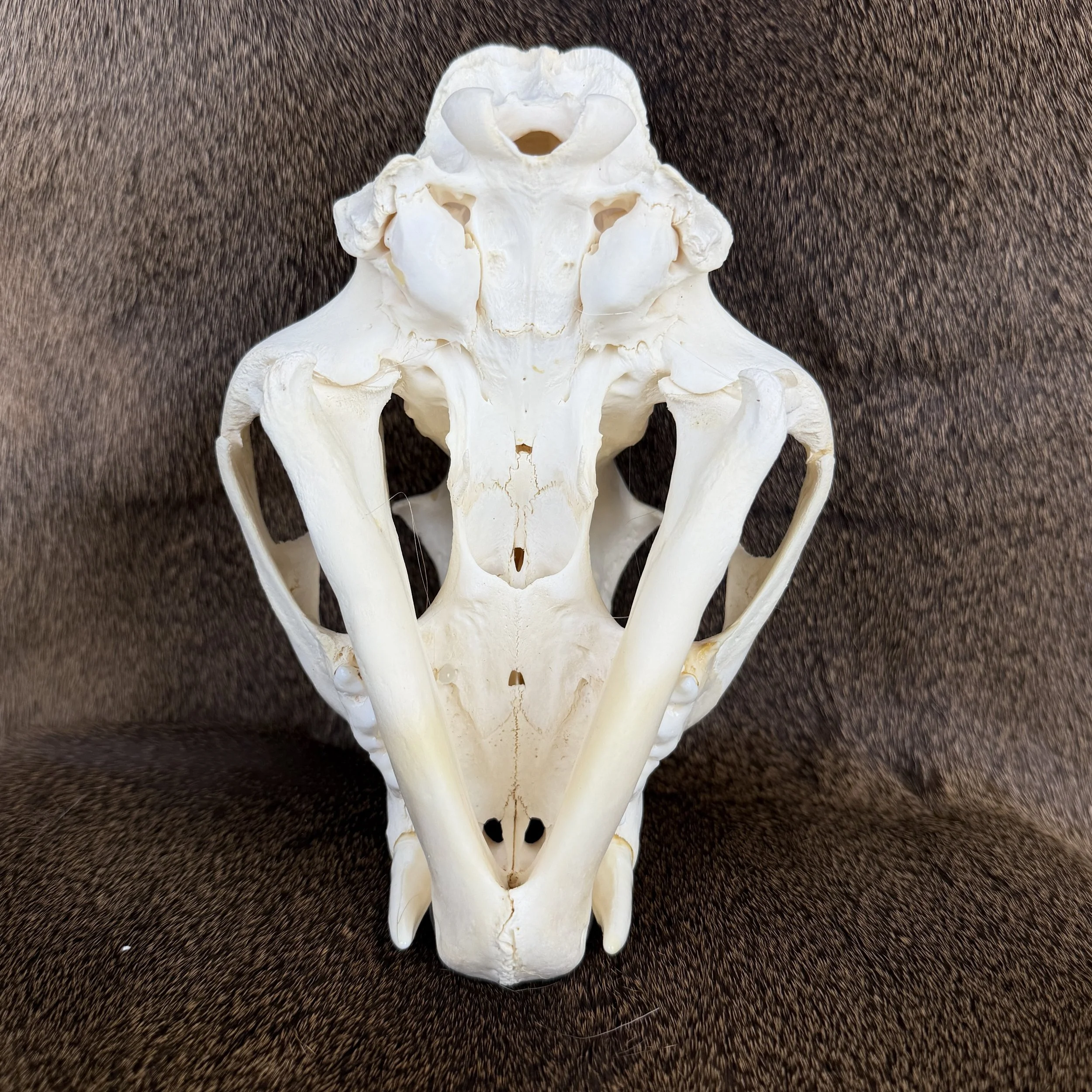 cougar skull