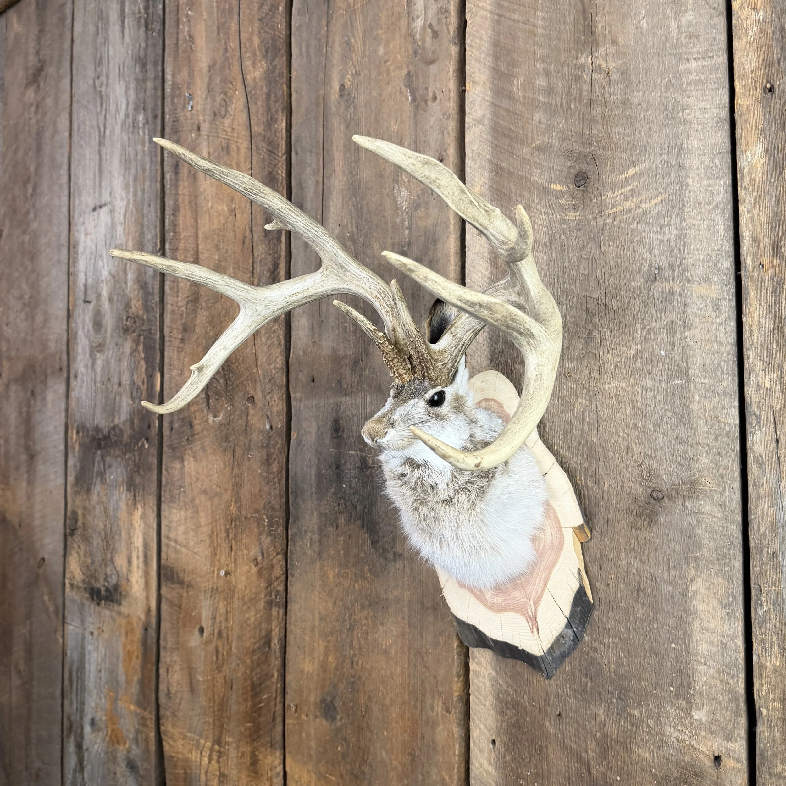 jackalope mount