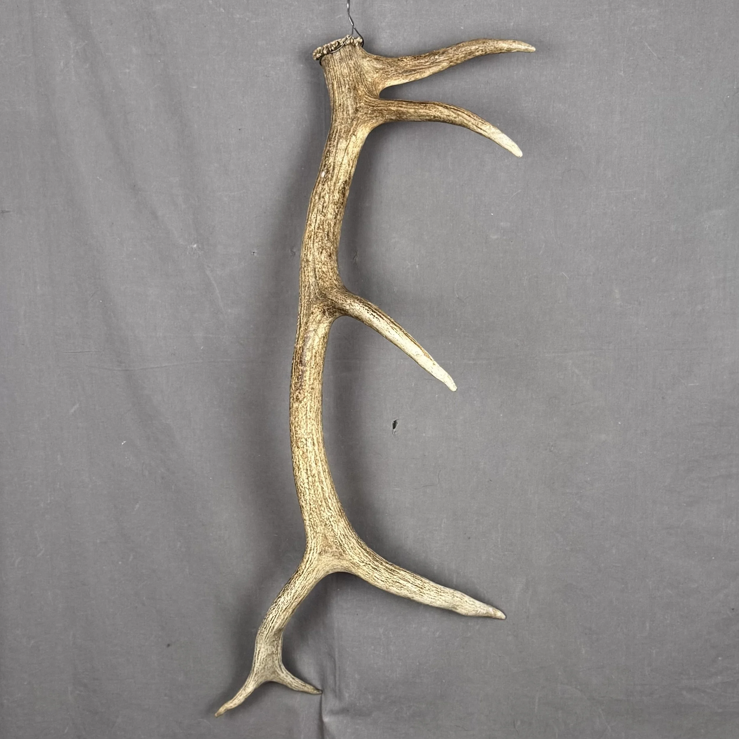 Elk Antler #7