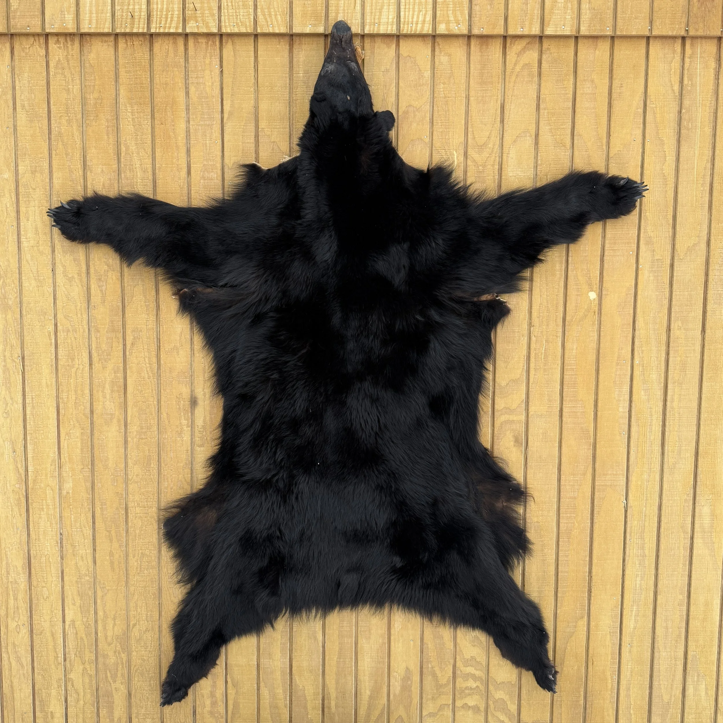 Black Bear Hide SQ1066
