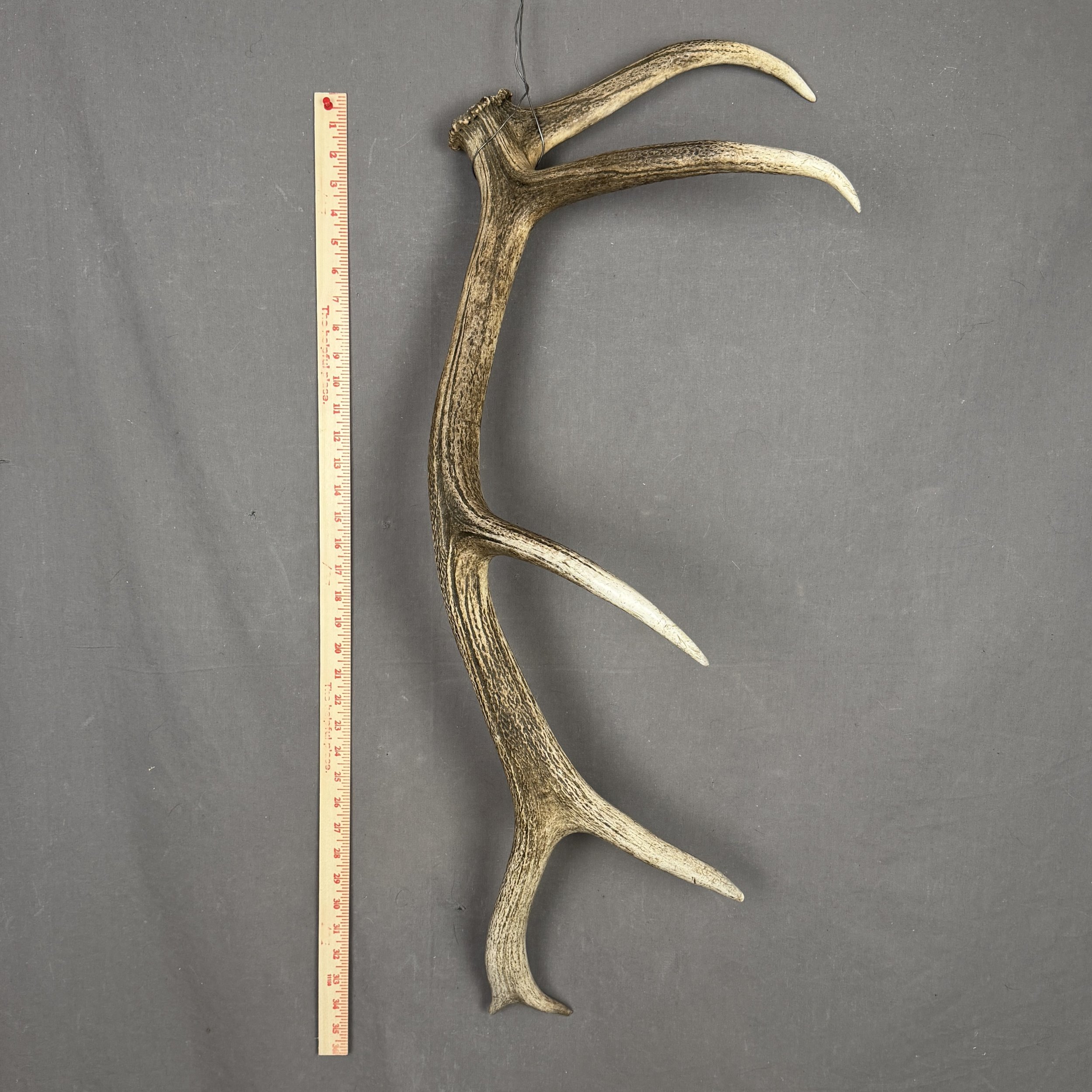 Elk Antler