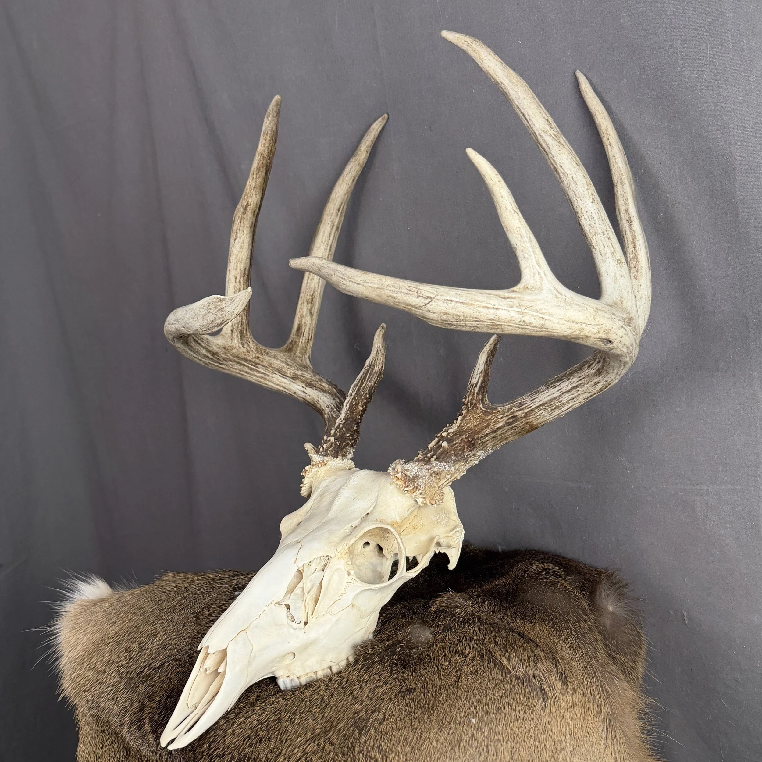 White Tail Deer Skull