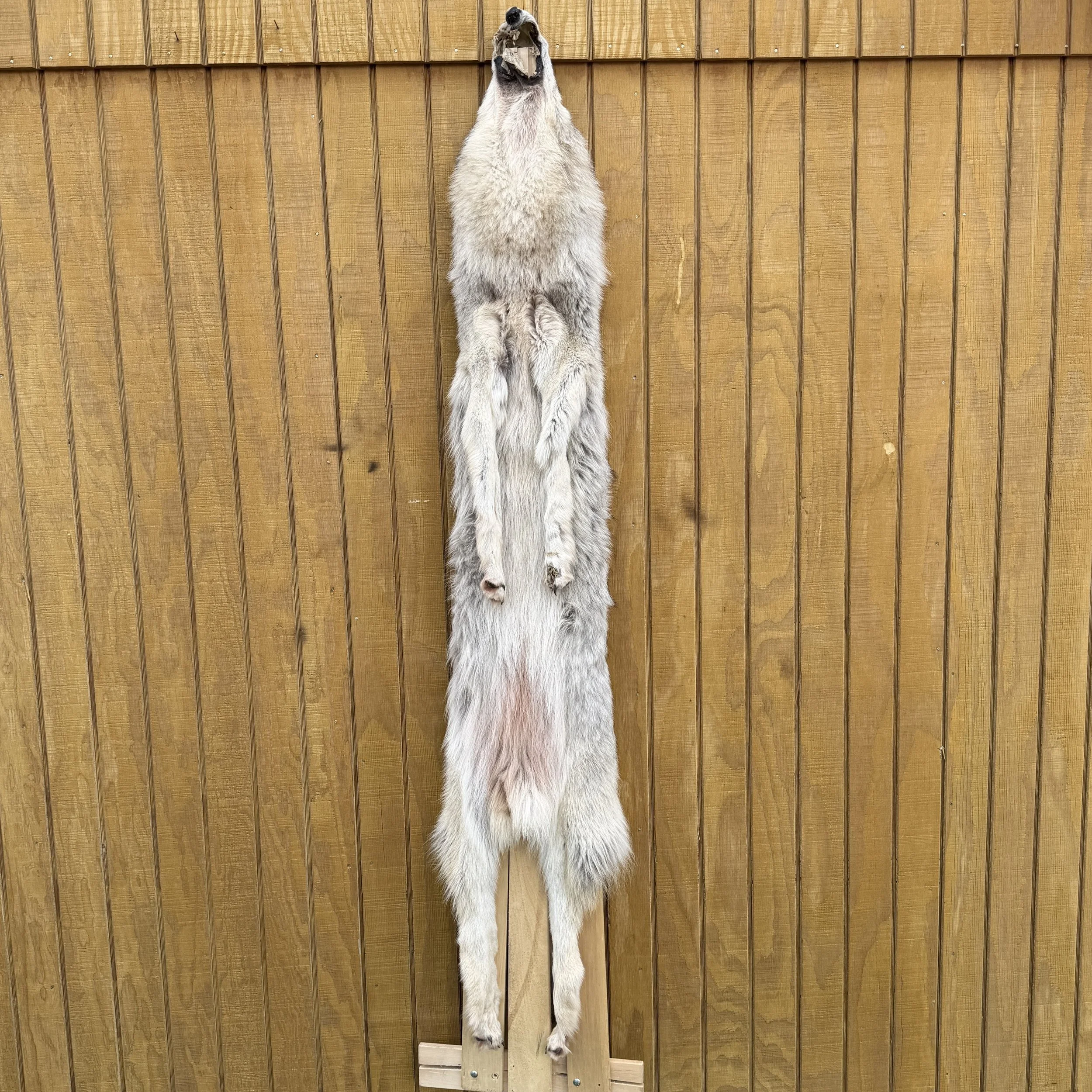 wolf skin