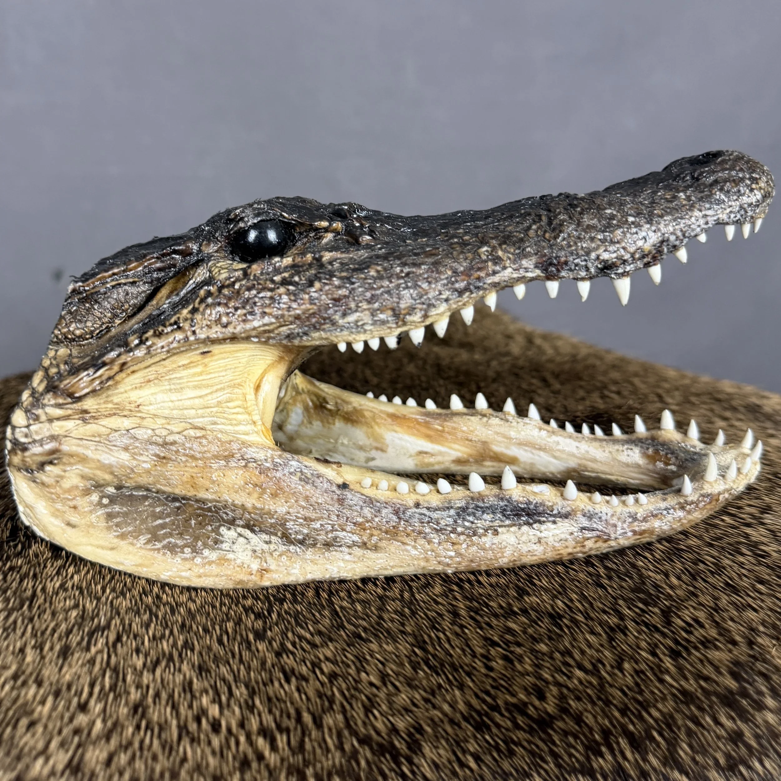 Alligator Head