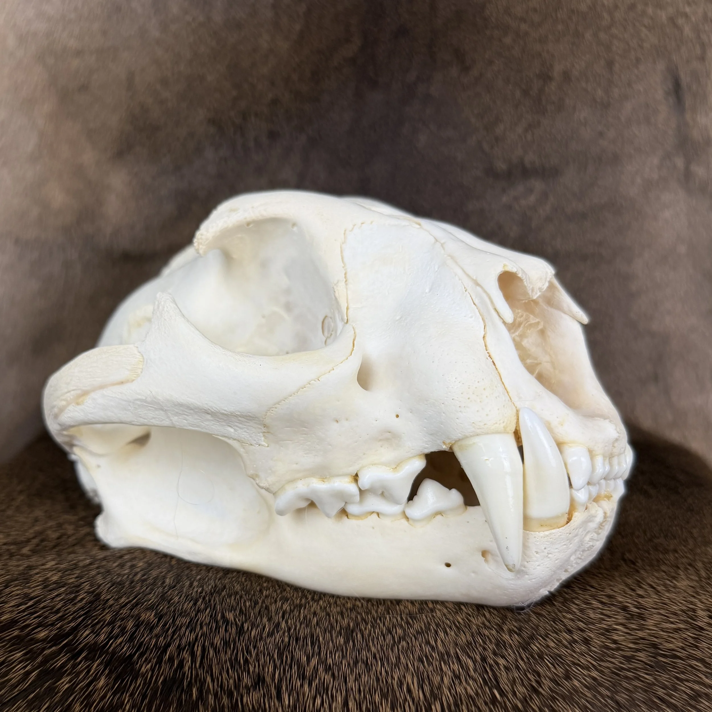 cougar skull