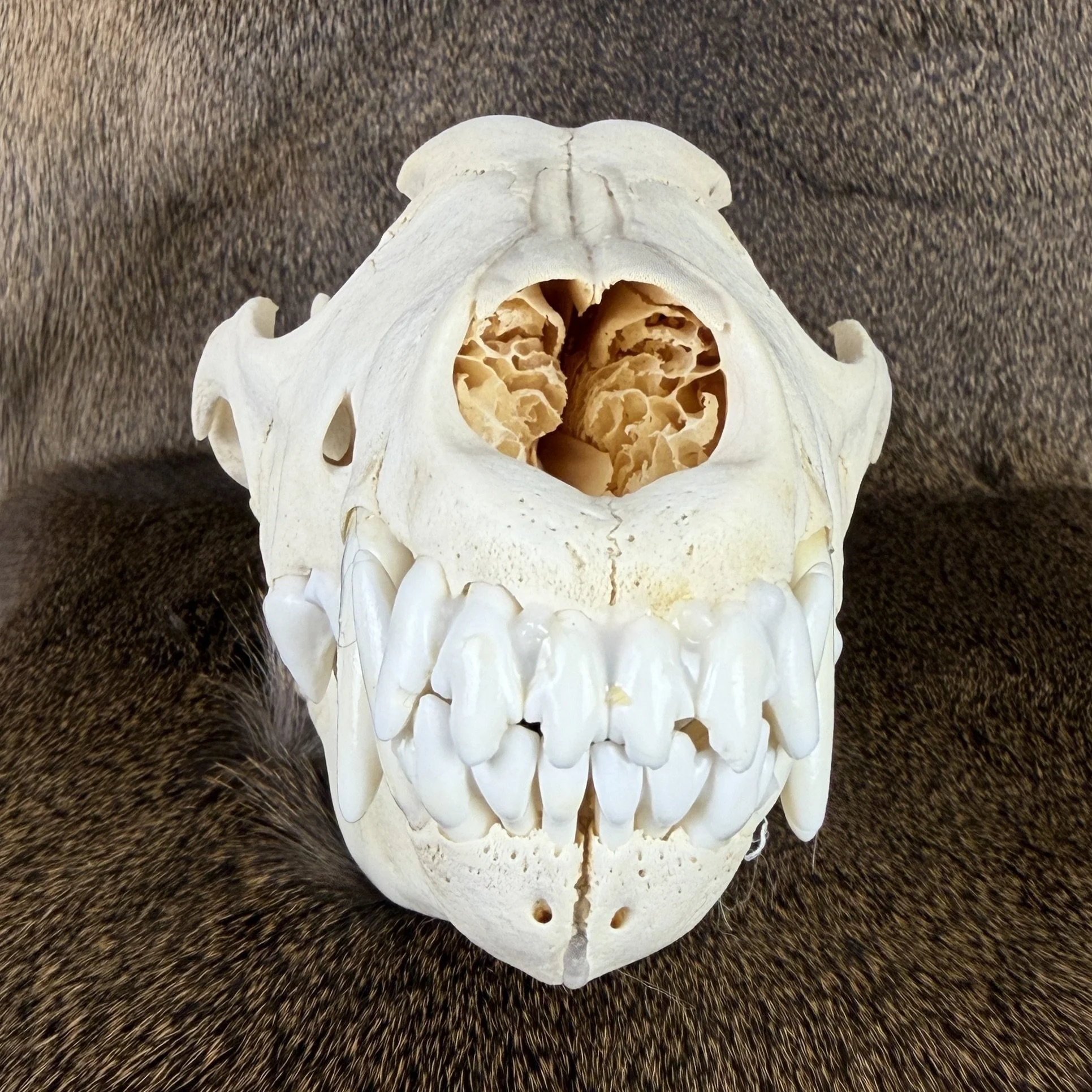 wolf skull