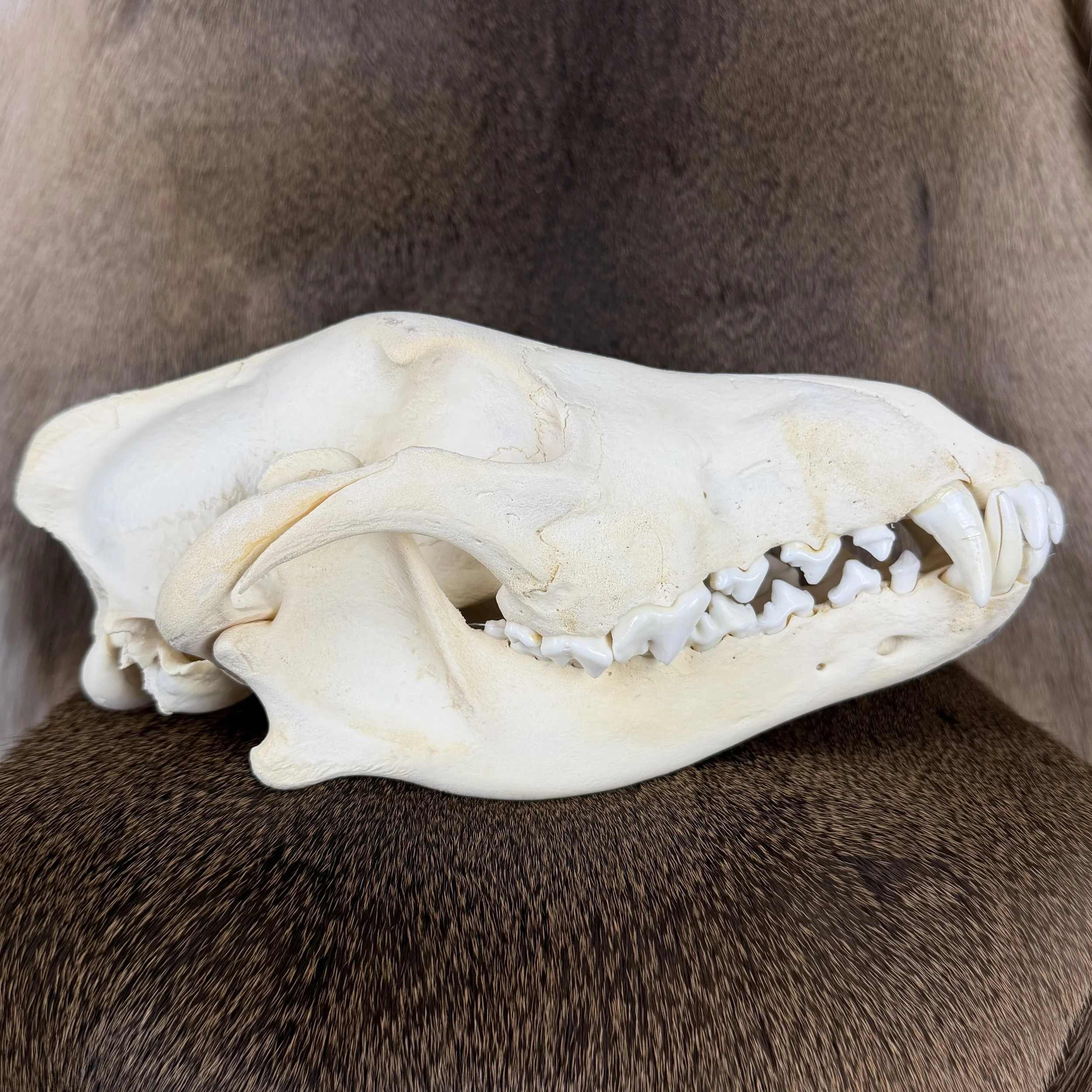 wolf skull
