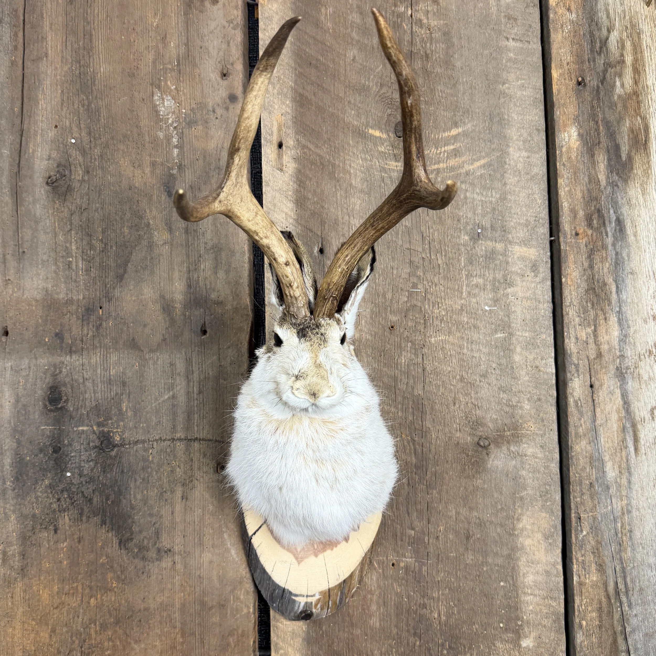 jackalope mount