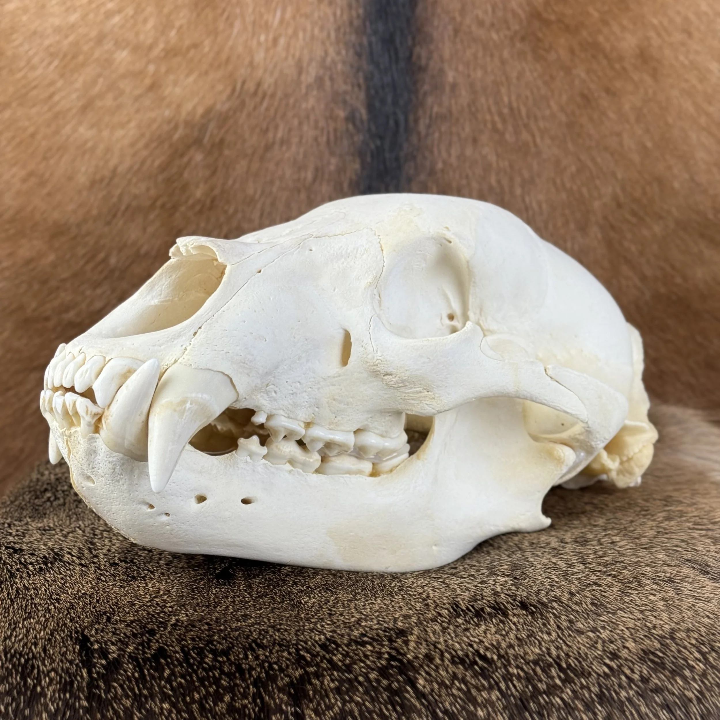 Black Bear Skull