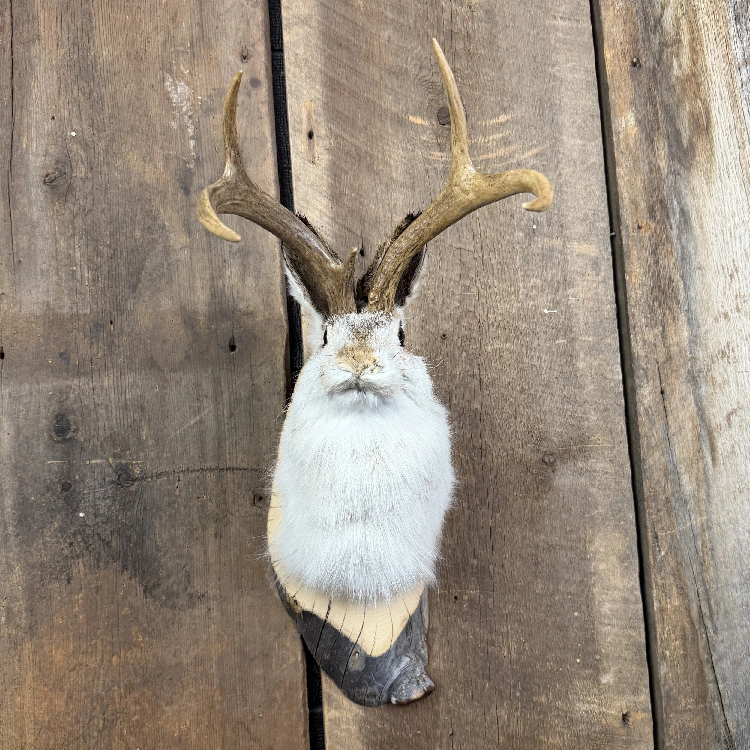 jackalope mount
