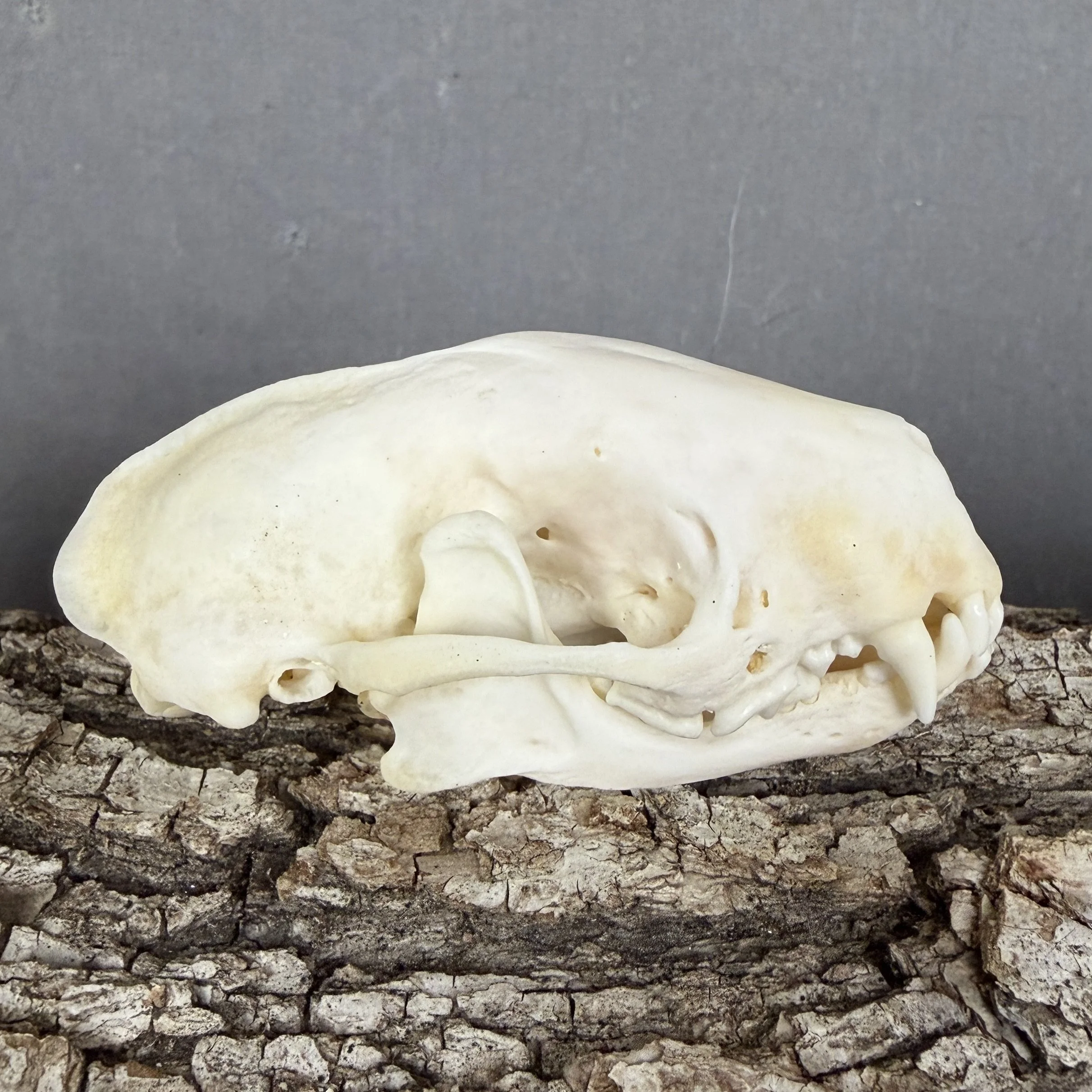 Skunk Skull