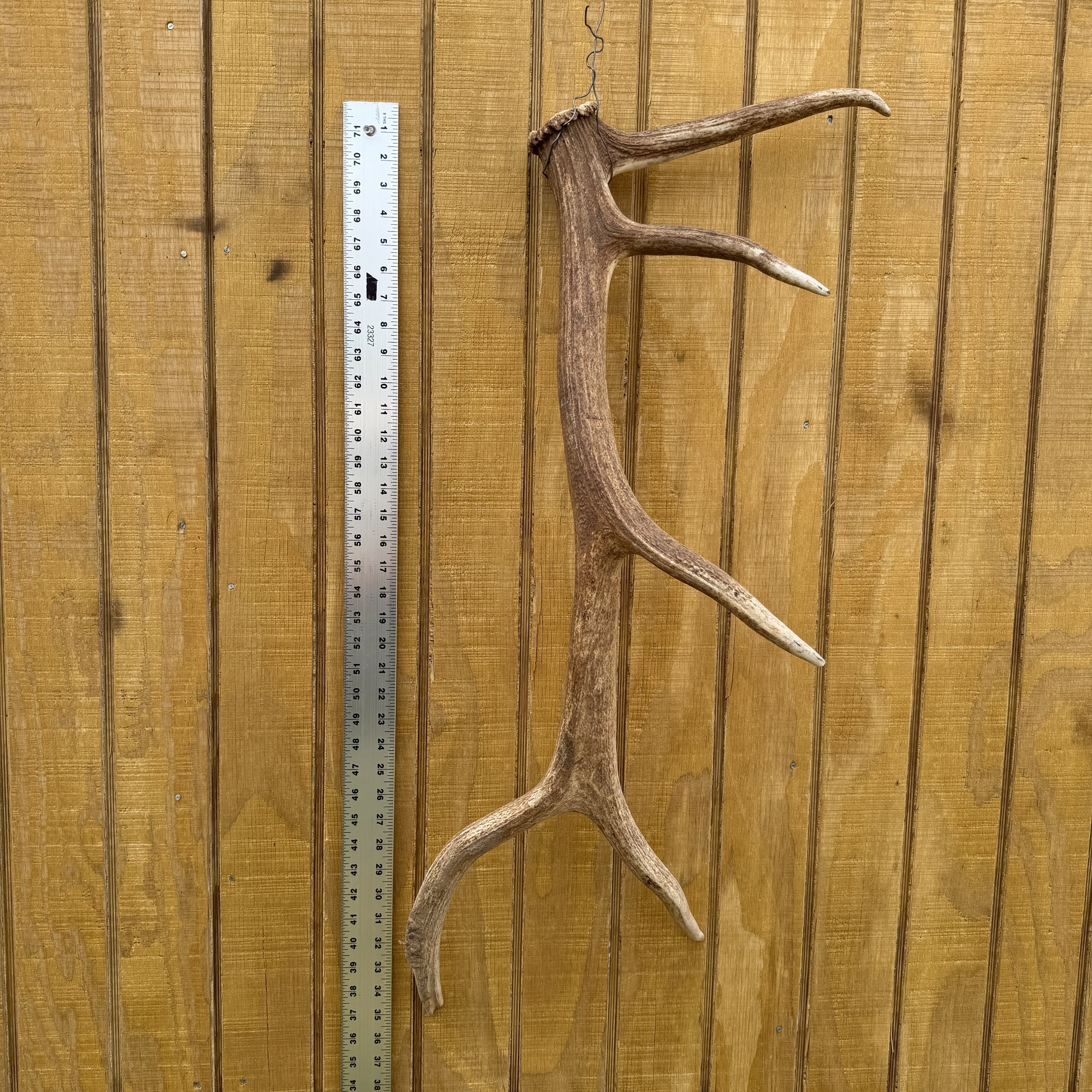 Elk Antler