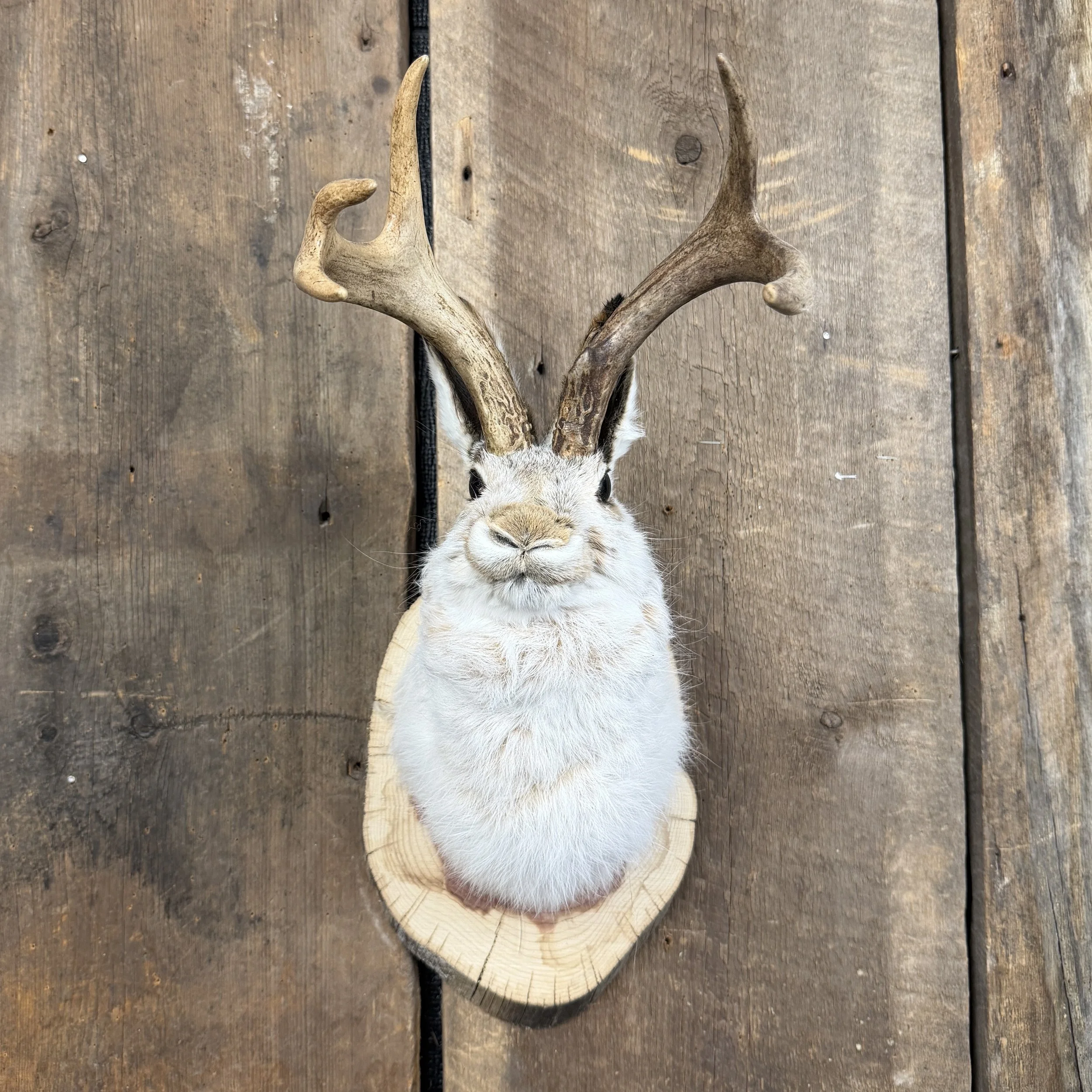 jackalope mount