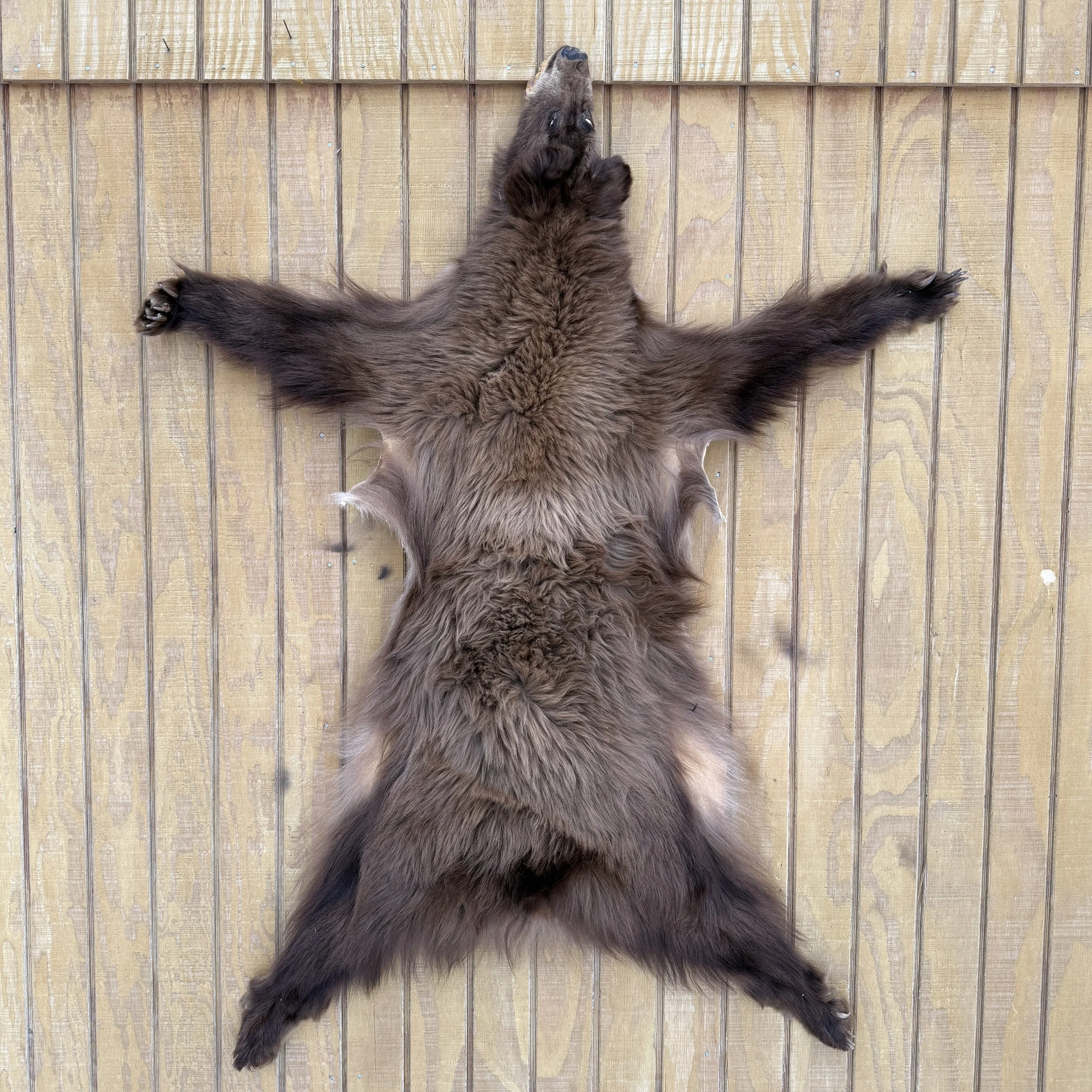 Black Bear Hide