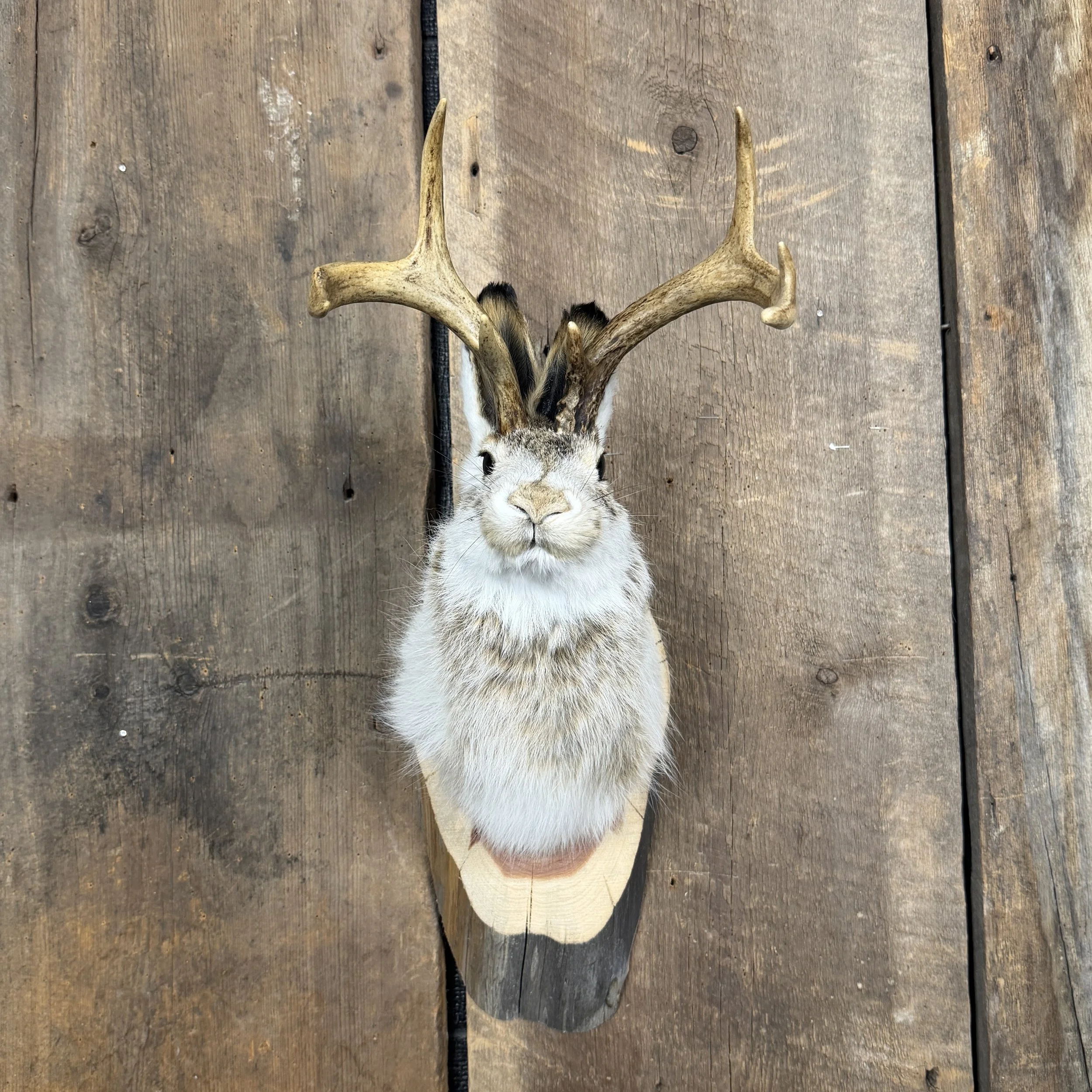 jackalope mount