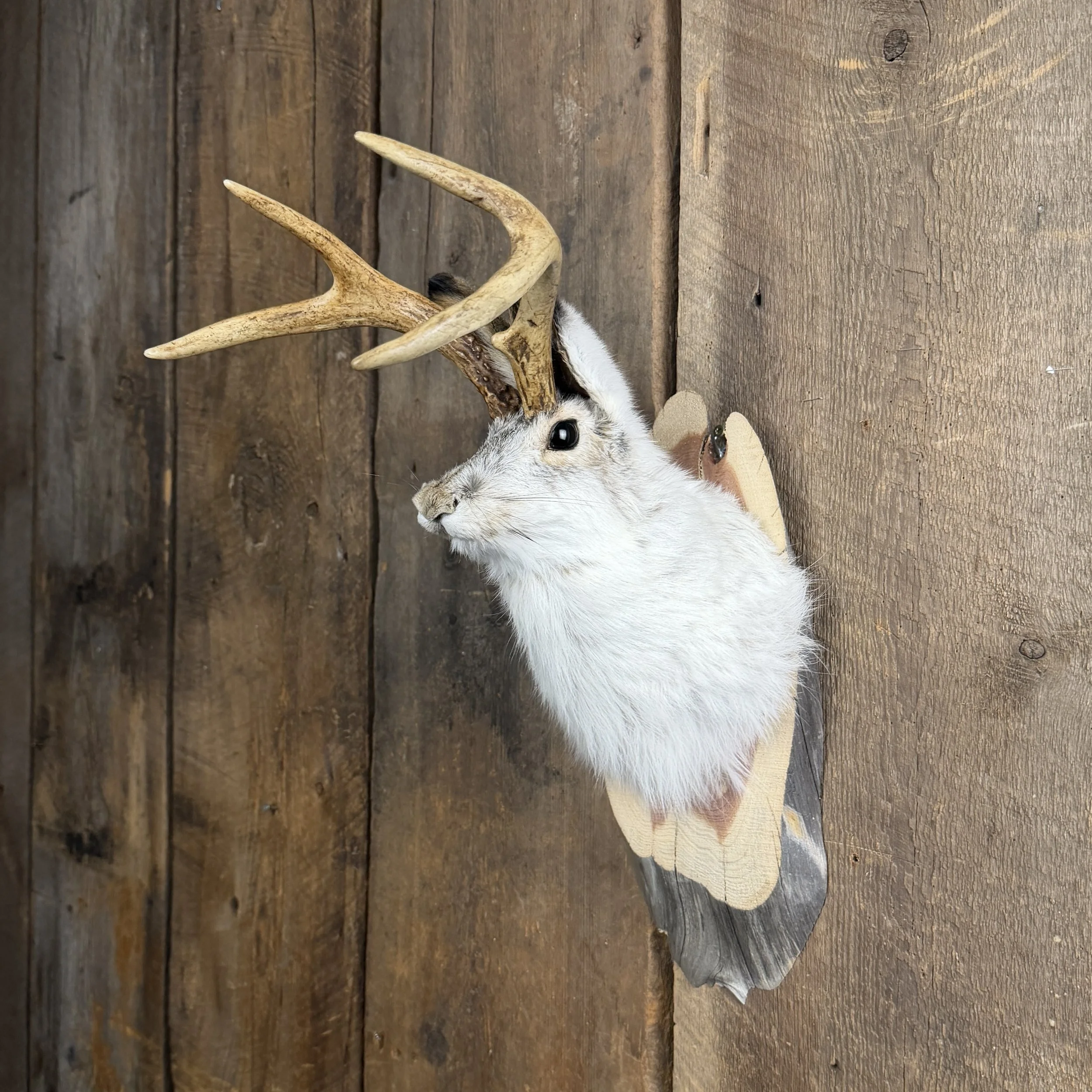 jackalope mount
