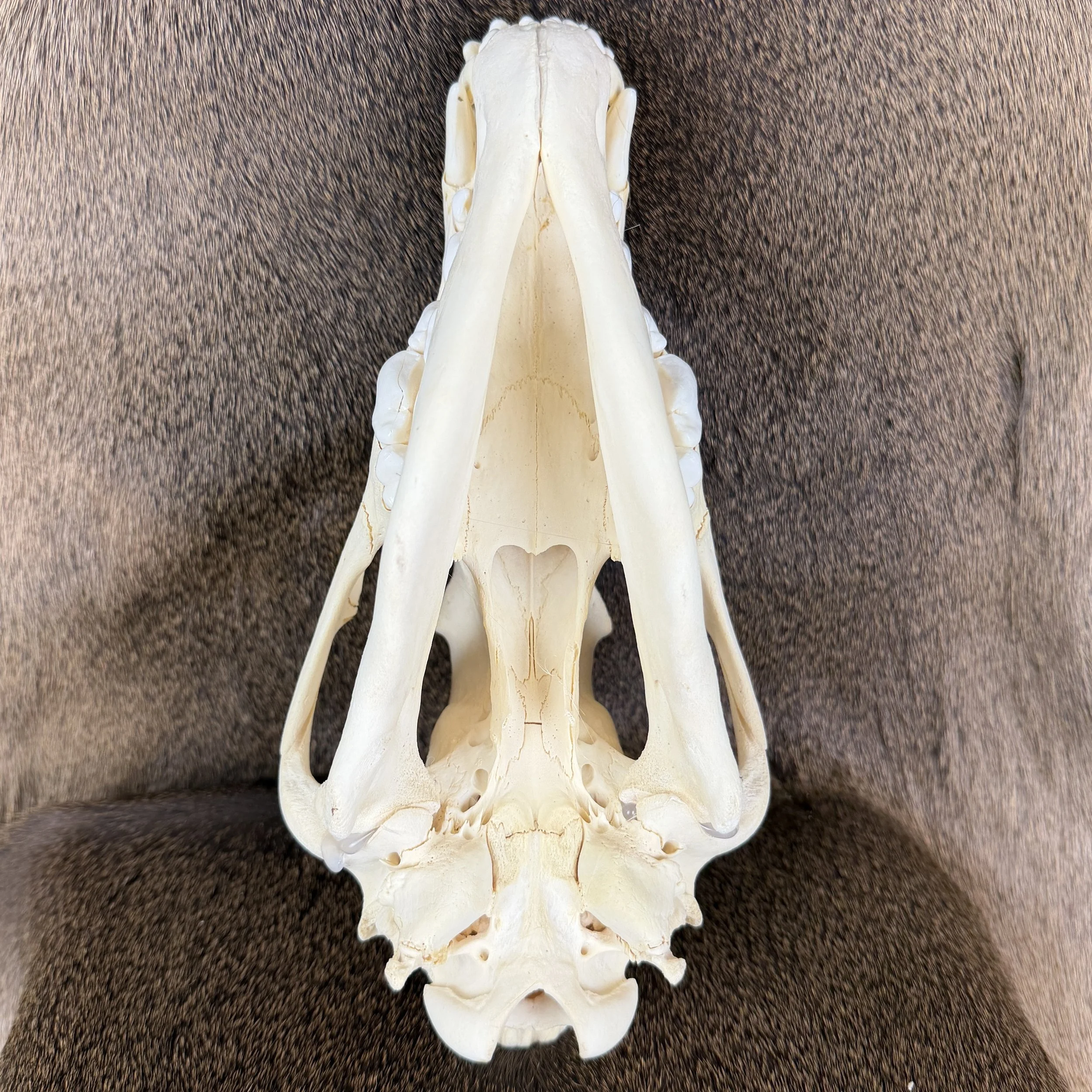 wolf skull
