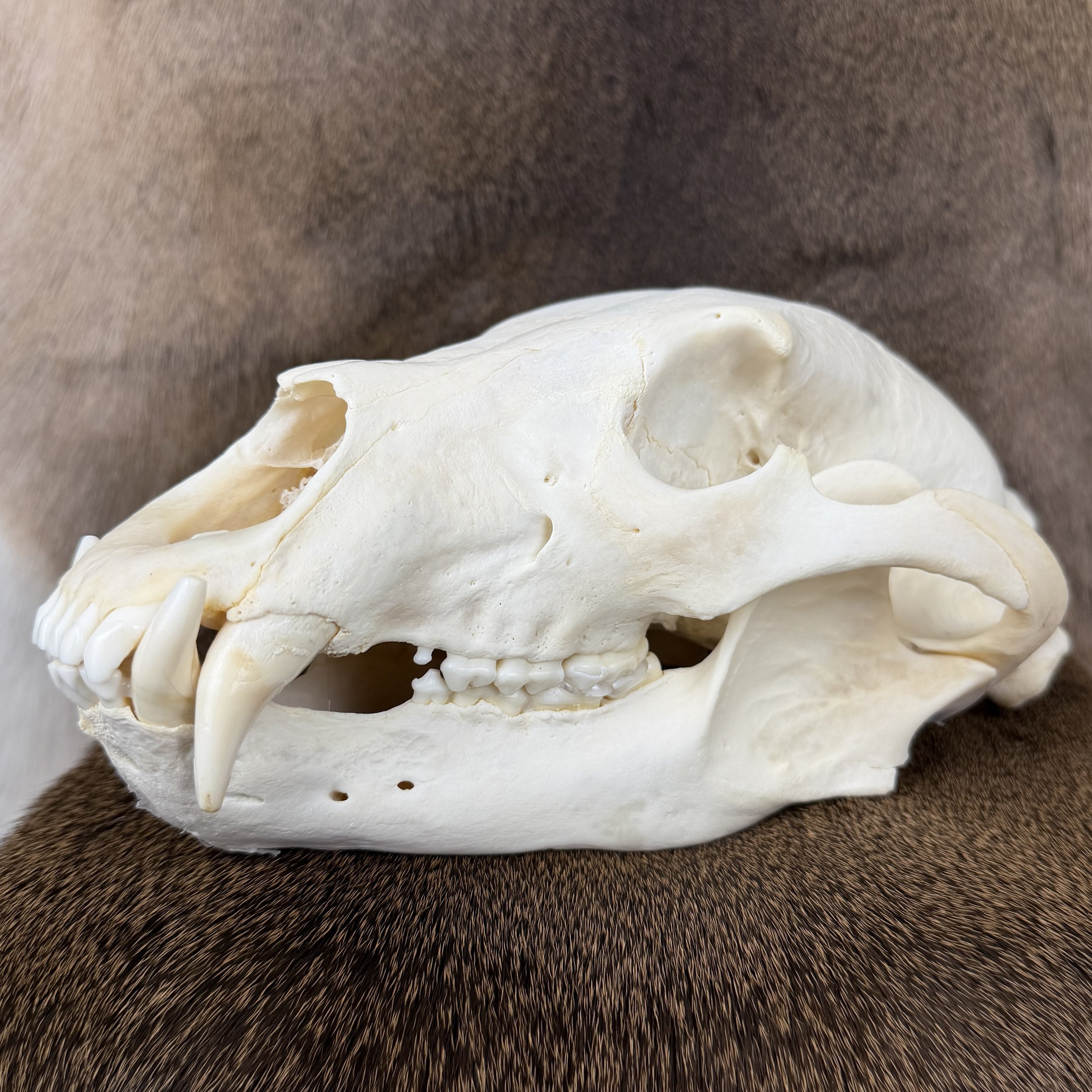 black bear skull