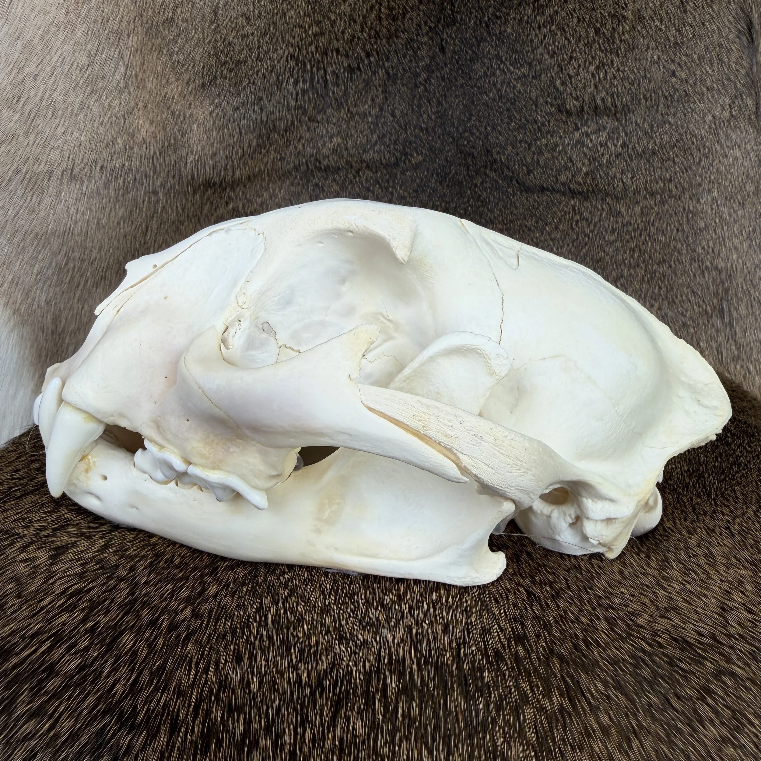 cougar skull