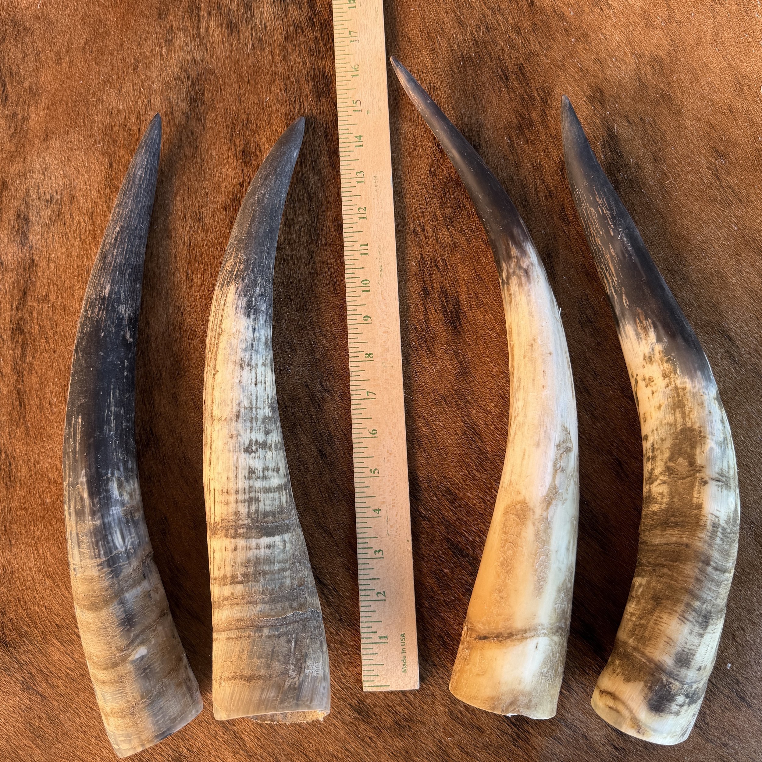 cow horn