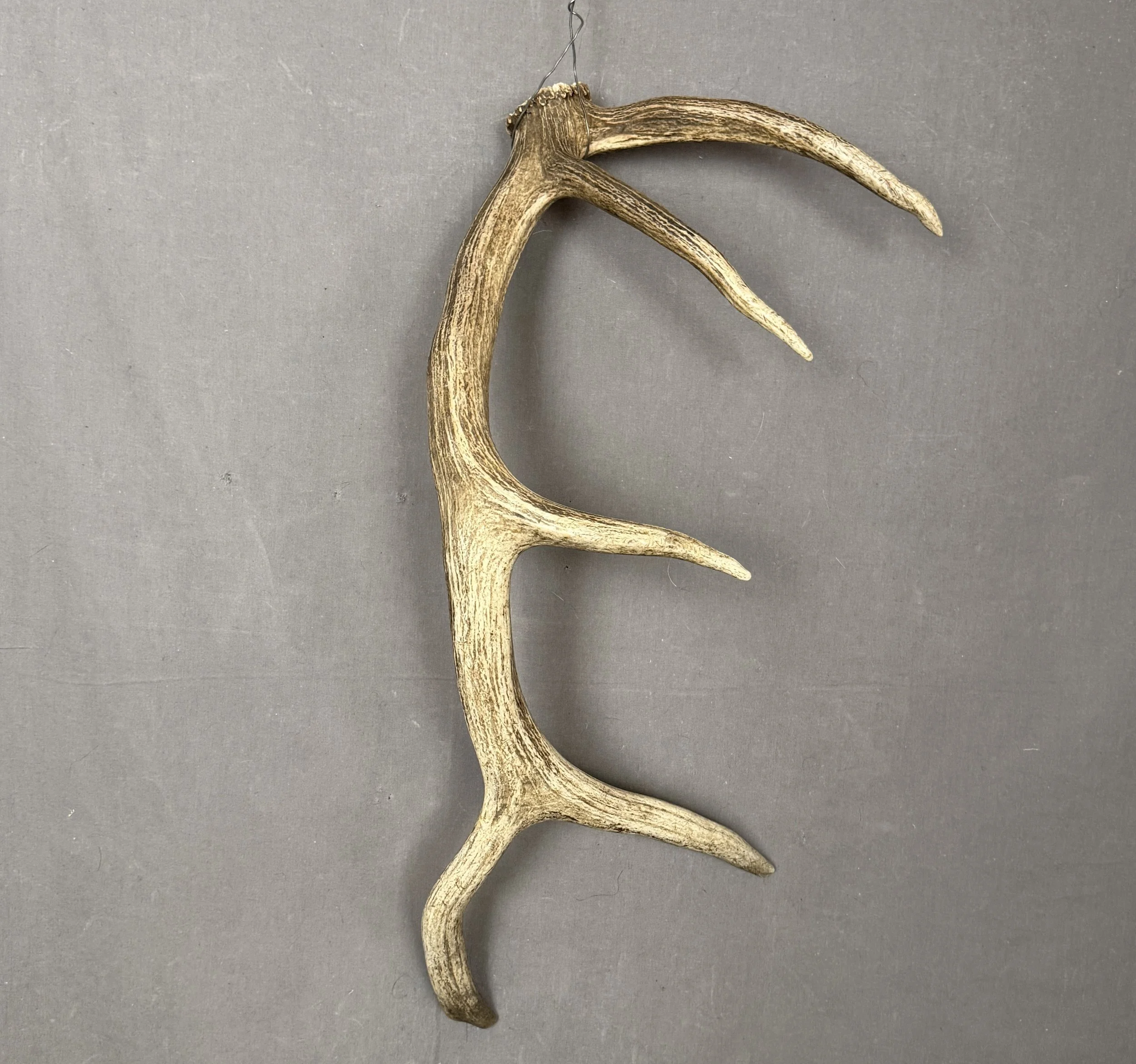 Elk Antler #1