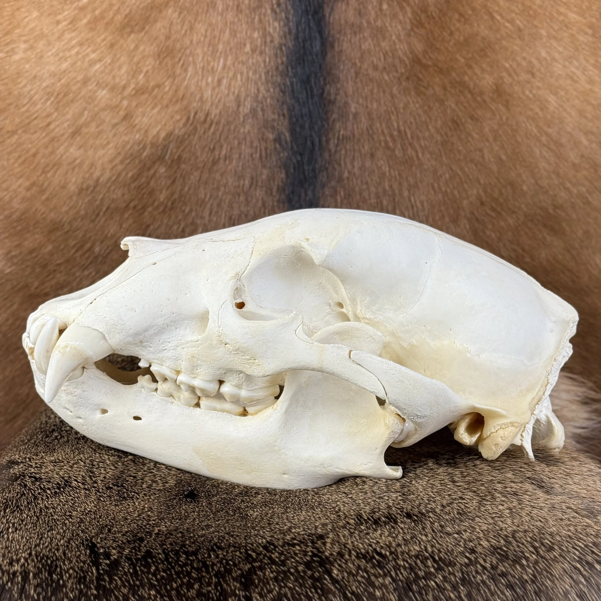 Black Bear Skull