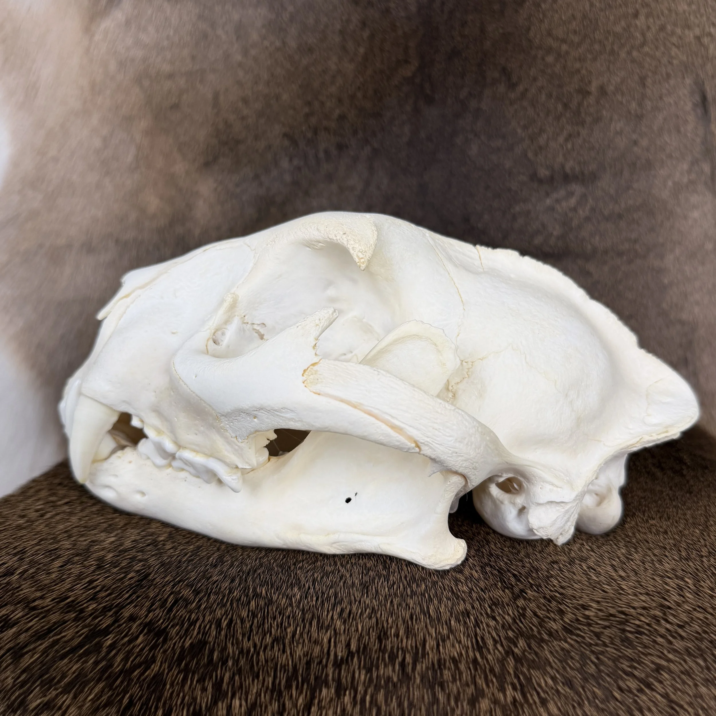 cougar skull