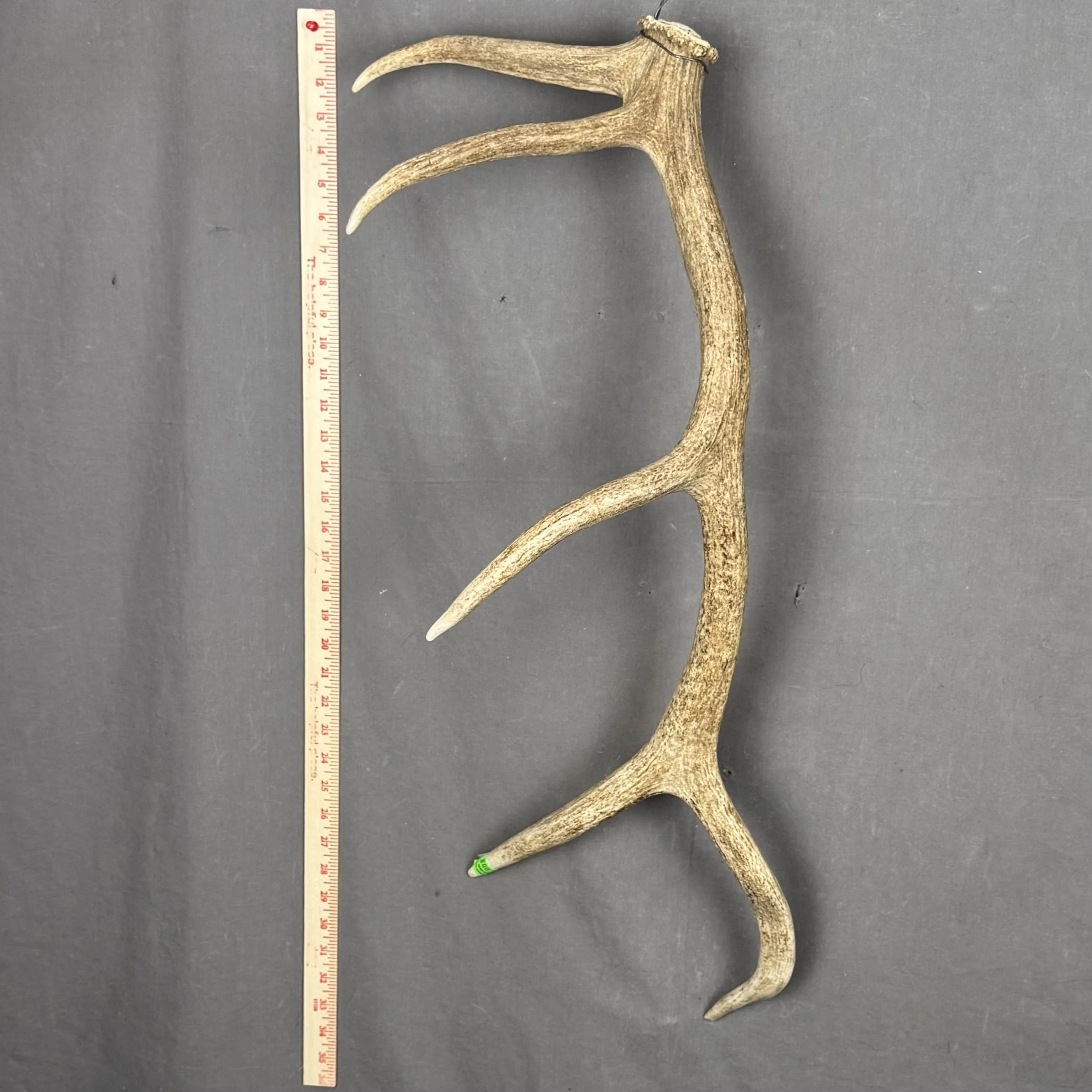 Elk Antler