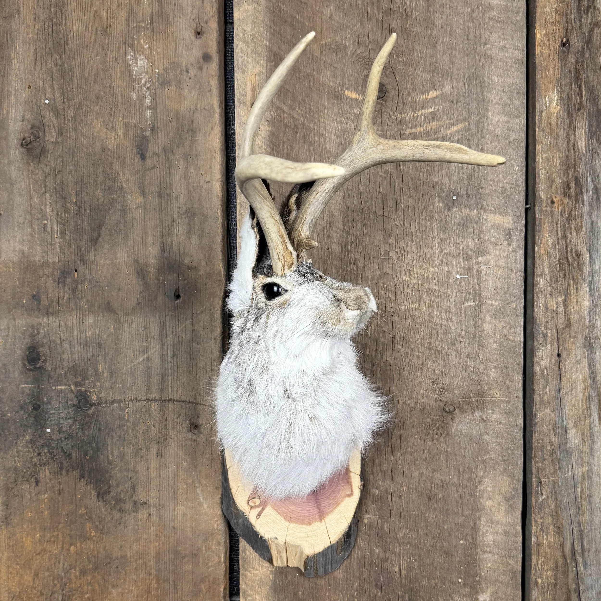 jackalope mount