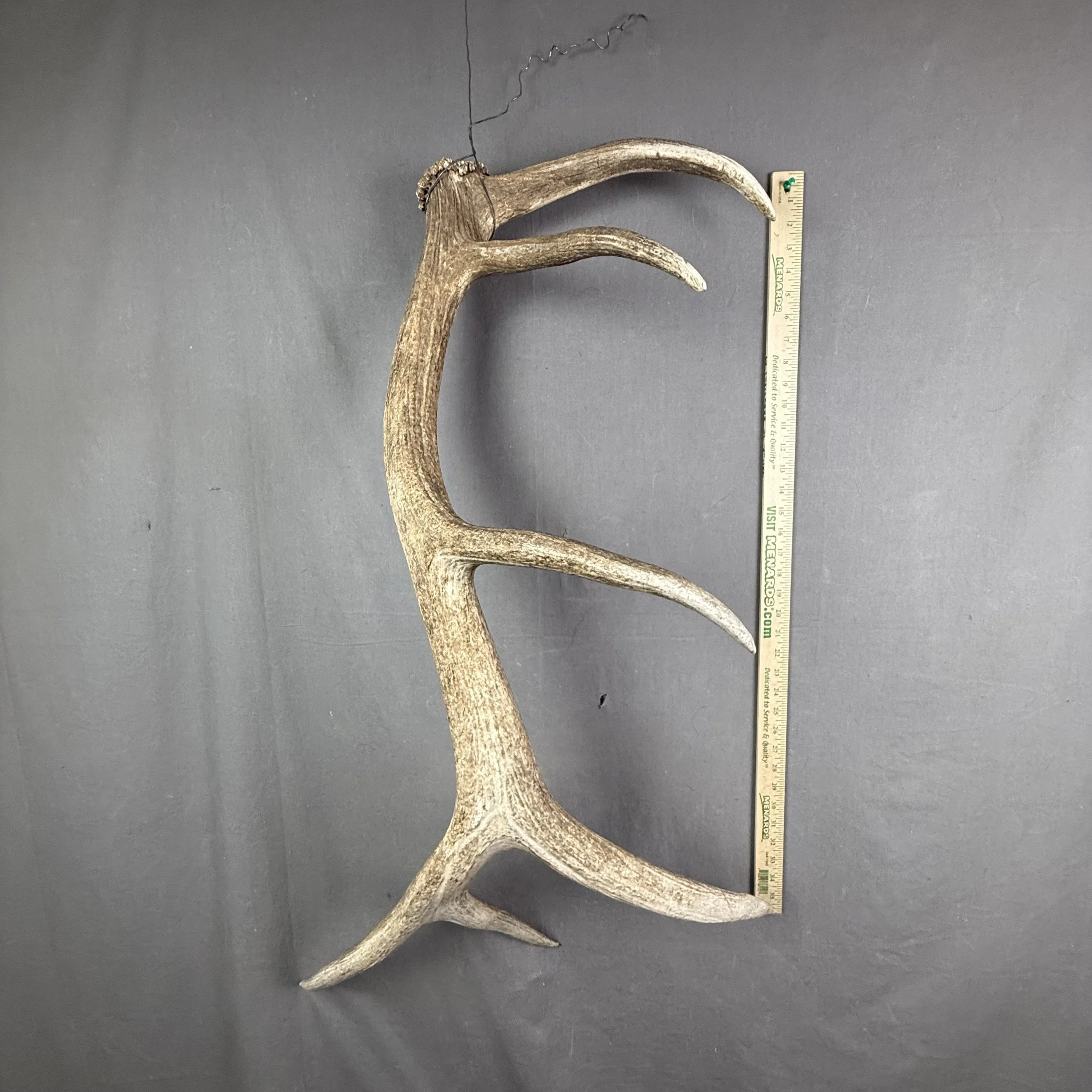 elk antler