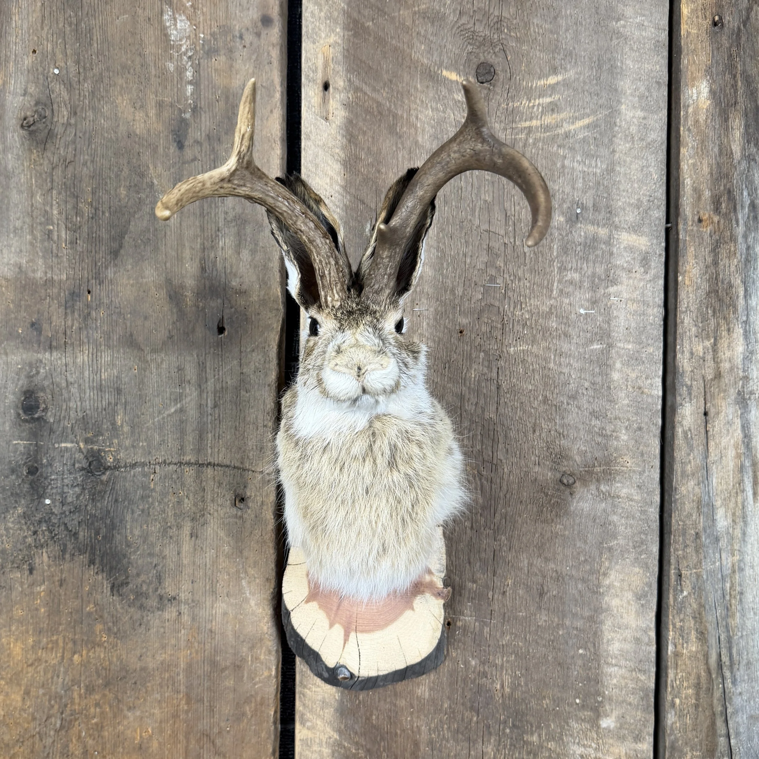 jackalope mount