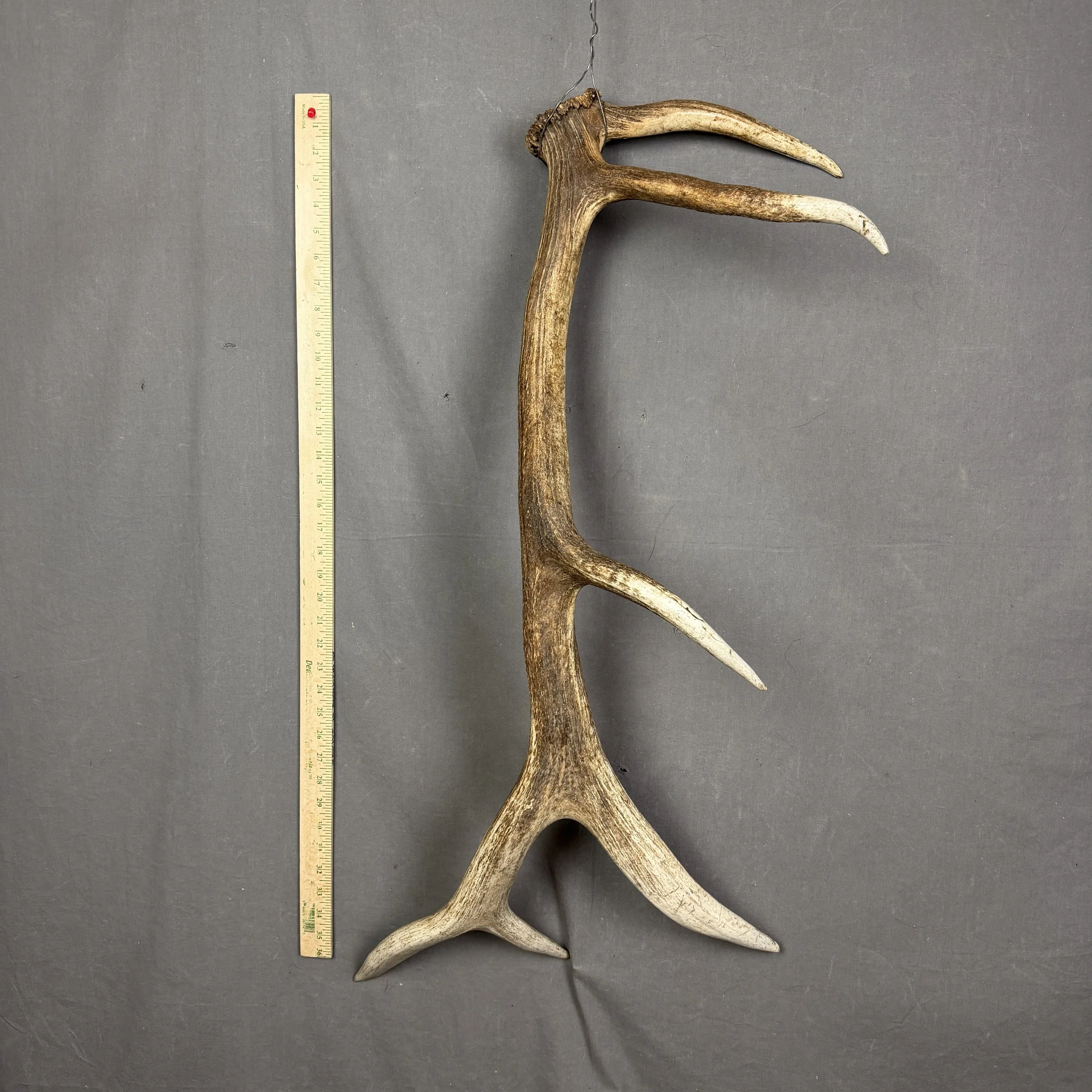 Elk Antler
