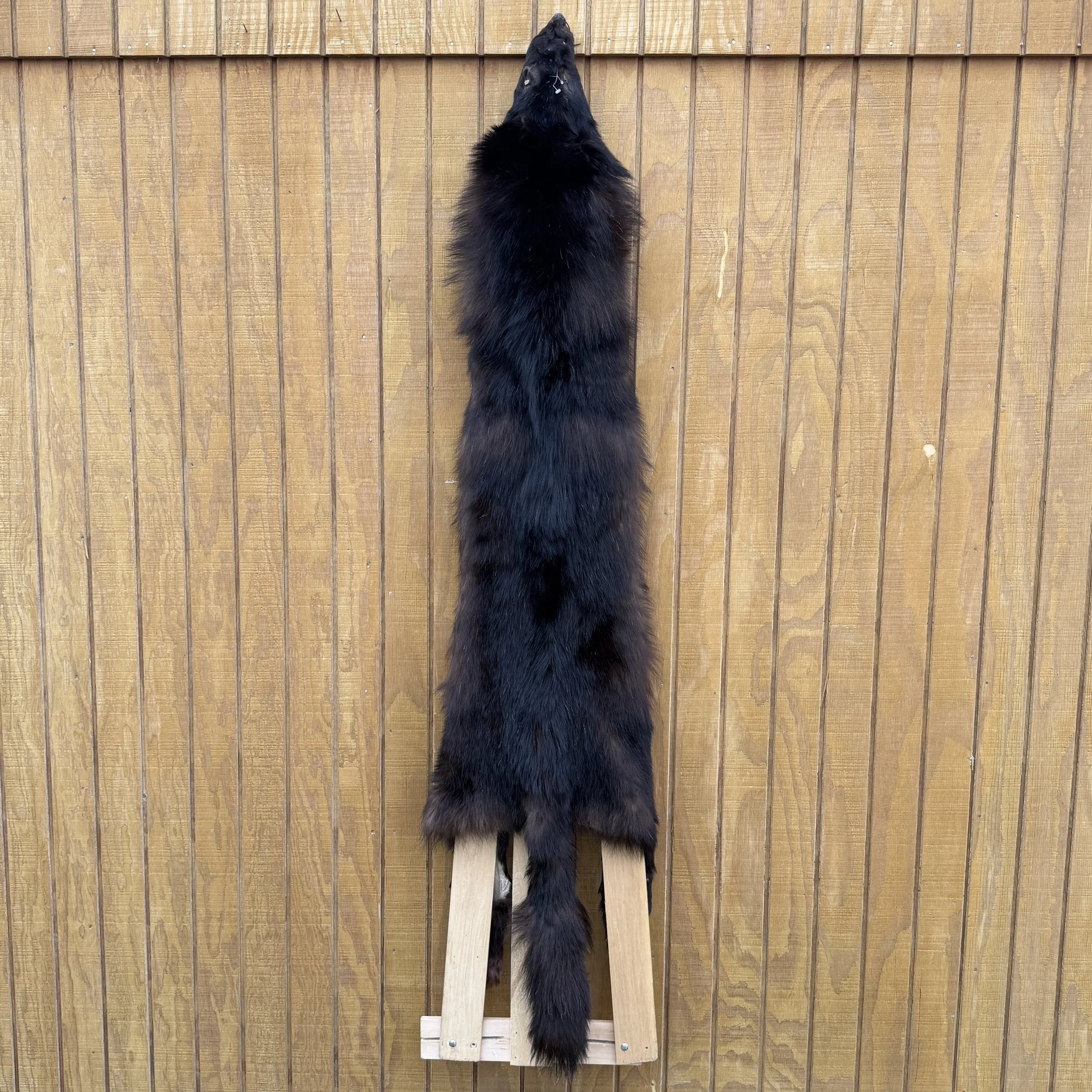 black wolf hide