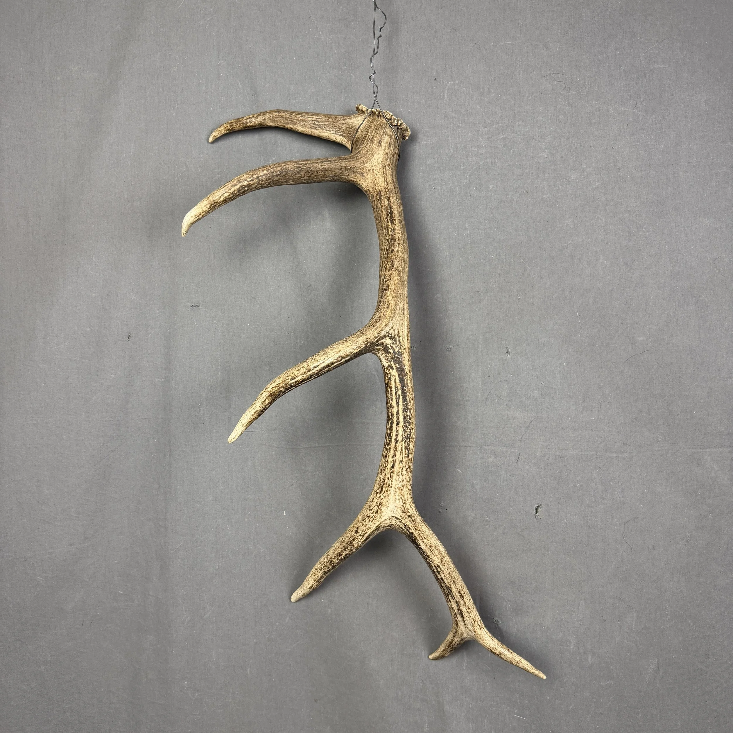 Elk Antler