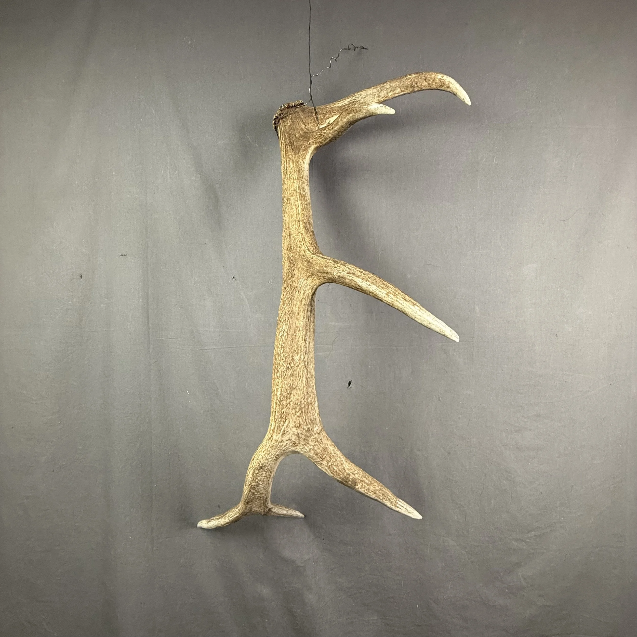 Elk Antler #12