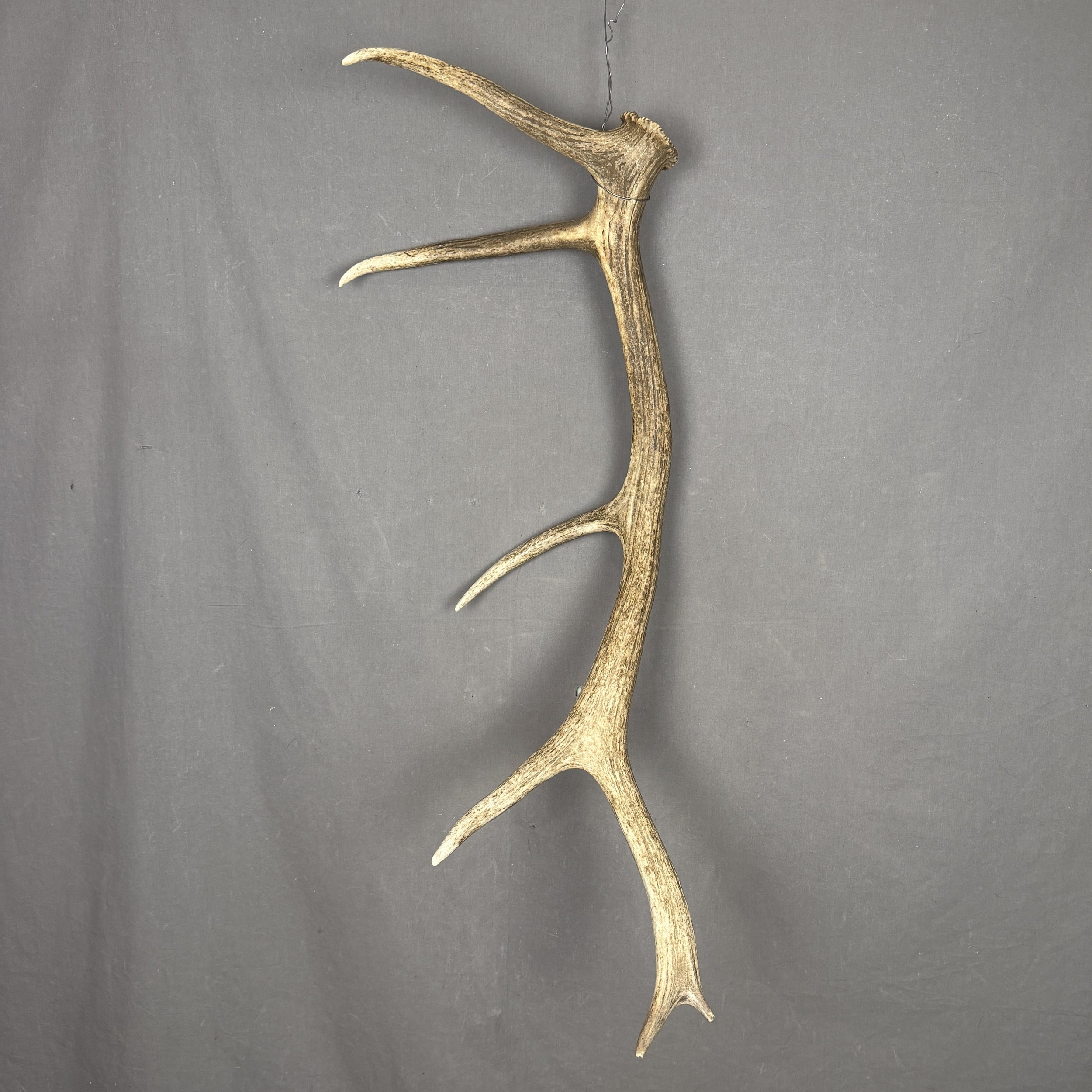 Elk Antler