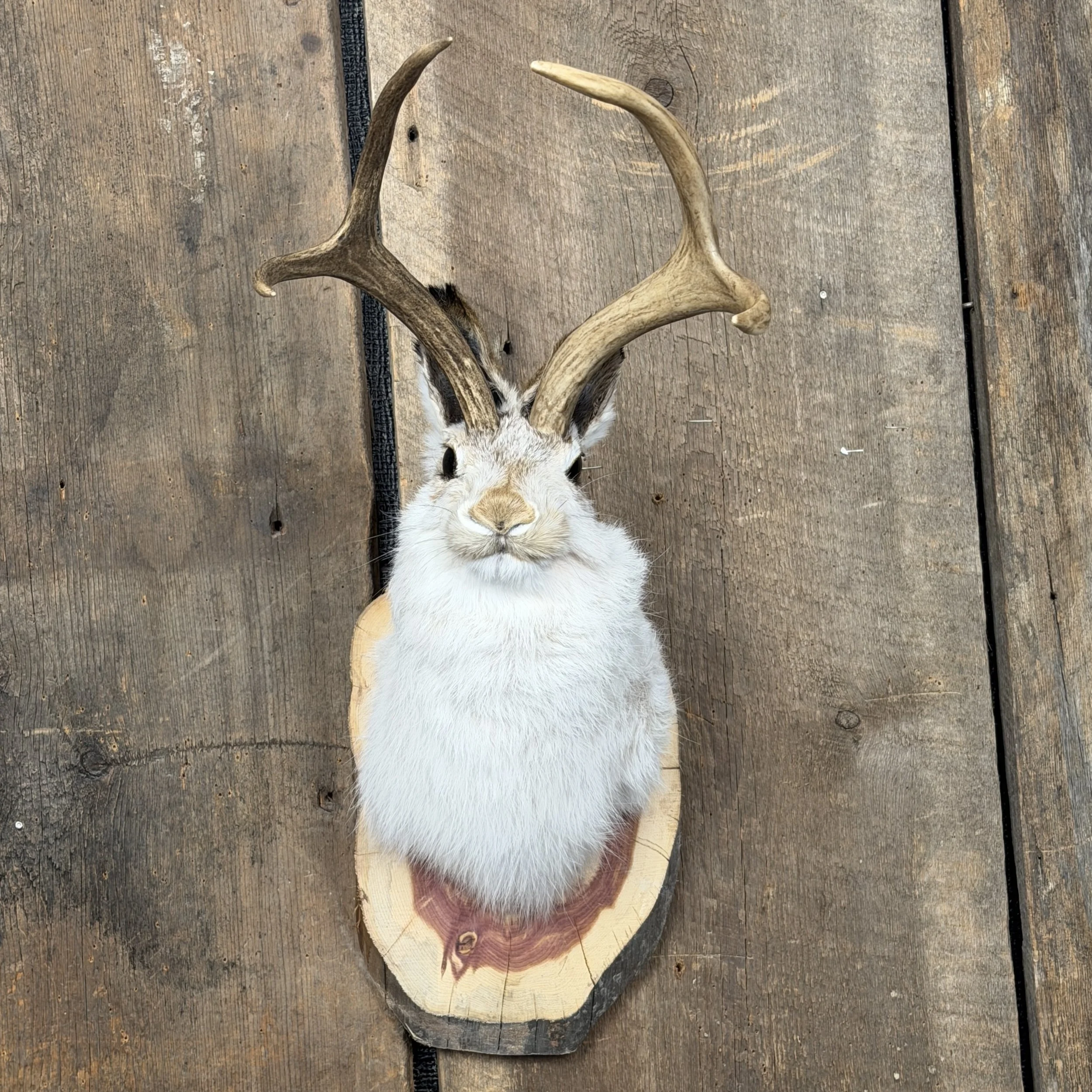 jackalope mount