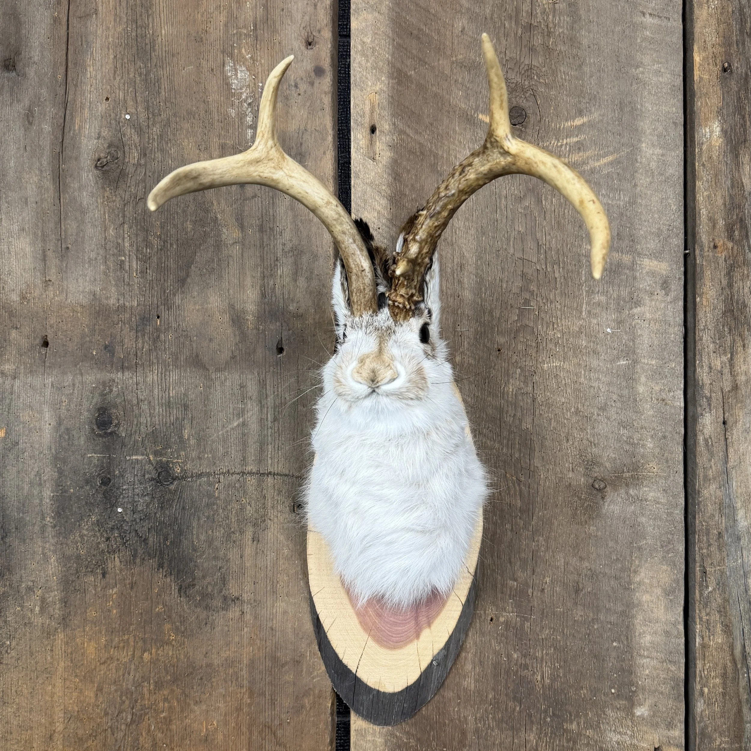 jackalope mount